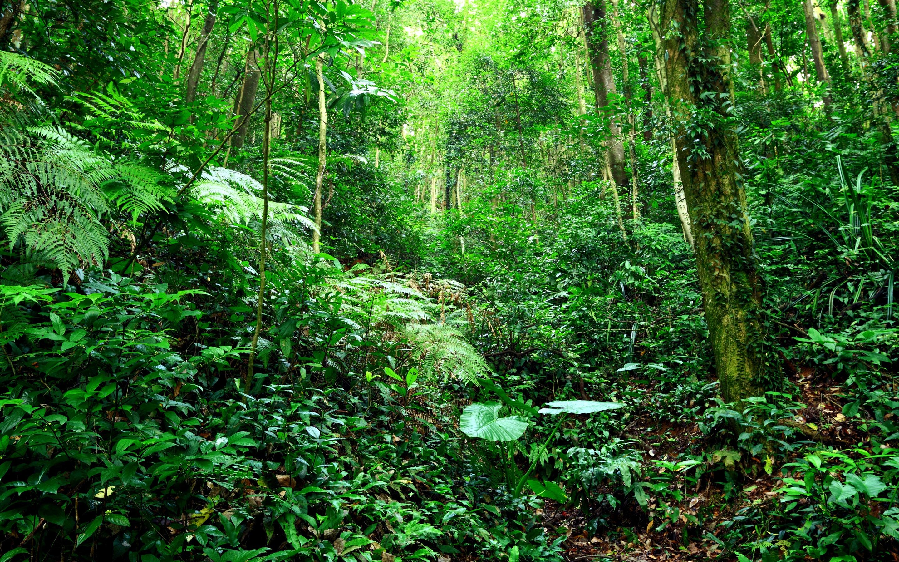 Dschungel Hintergrundbild 2880x1800. Tropischer Wald, Dschungel, Büsche, Gras, Bäume, grün 2880x1800 HD Hintergrundbilder, HD, Bild