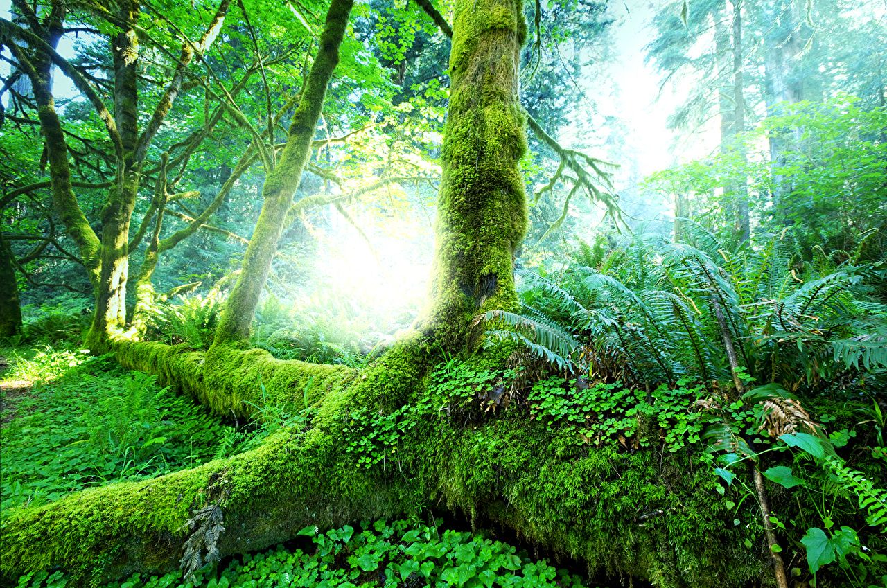 Dschungel Hintergrundbild 1280x849. Desktop Hintergrundbilder Jungle Natur Tropen Wälder Baumstamm
