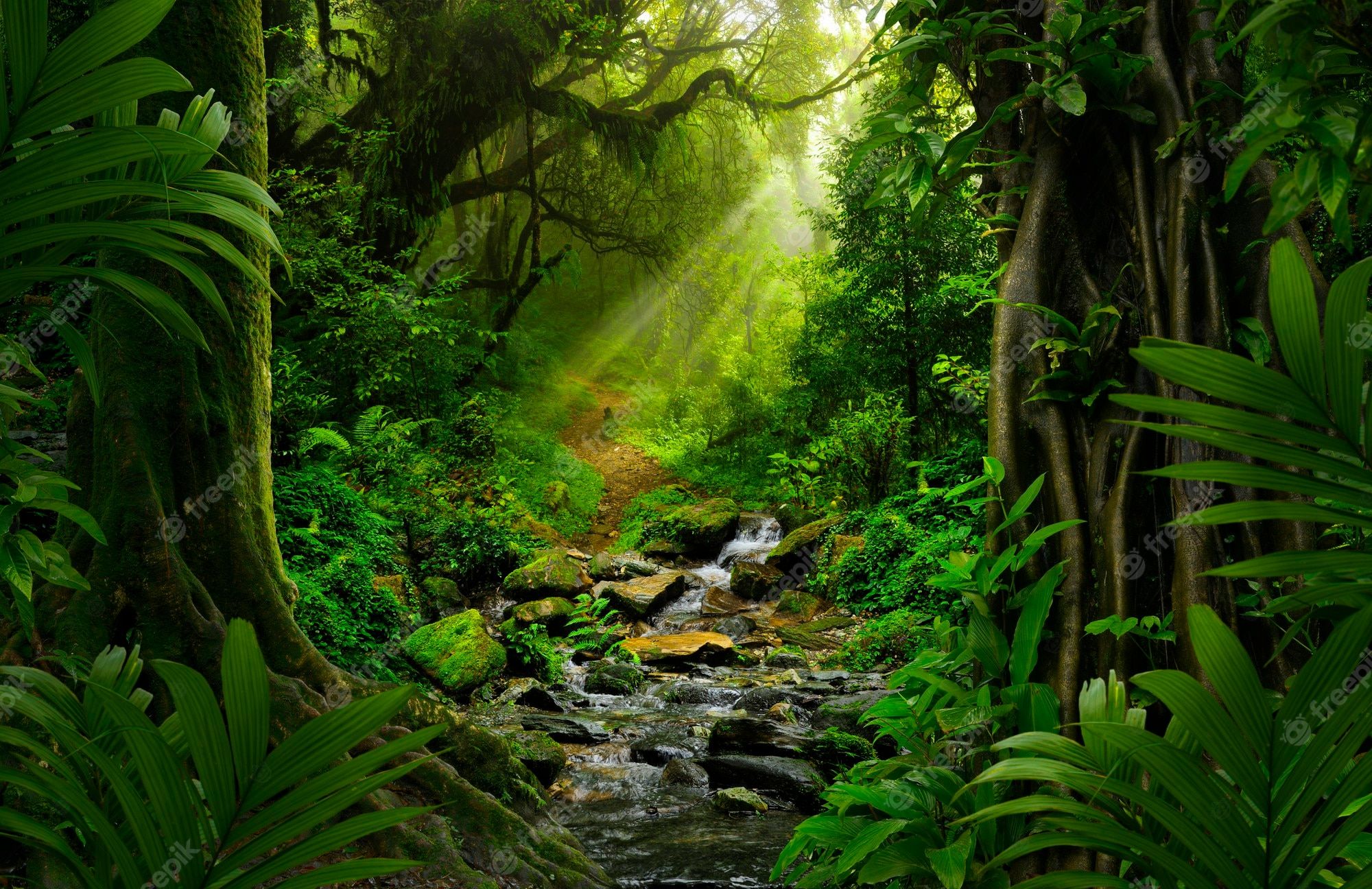 Dschungel Hintergrundbild 2000x1296. Jungle Wallpaper Bilder Download auf Freepik