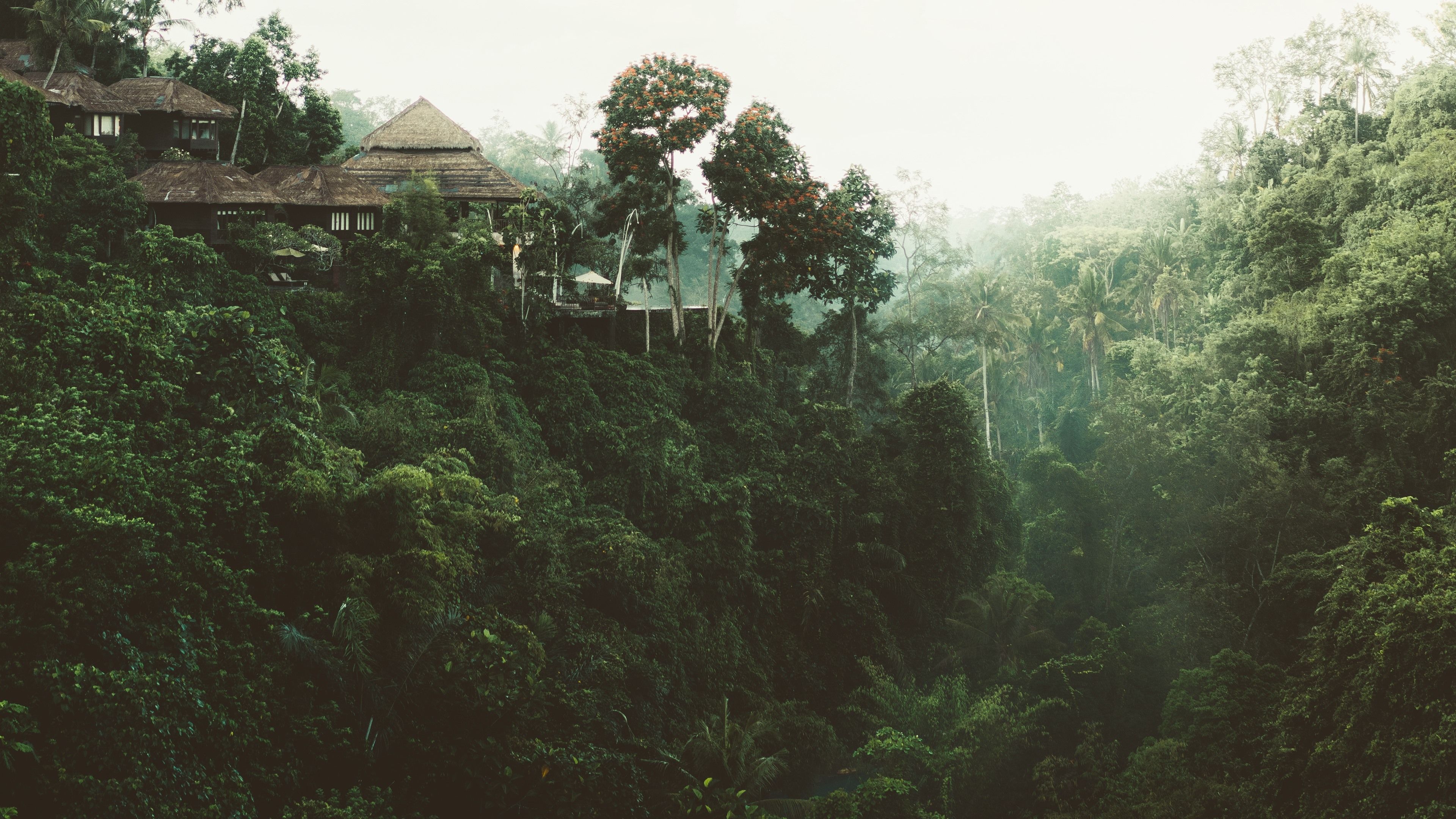 Dschungel Hintergrundbild 3840x2160. Dschungel, Bäume, Haus 3840x2160 UHD 4K Hintergrundbilder, HD, Bild