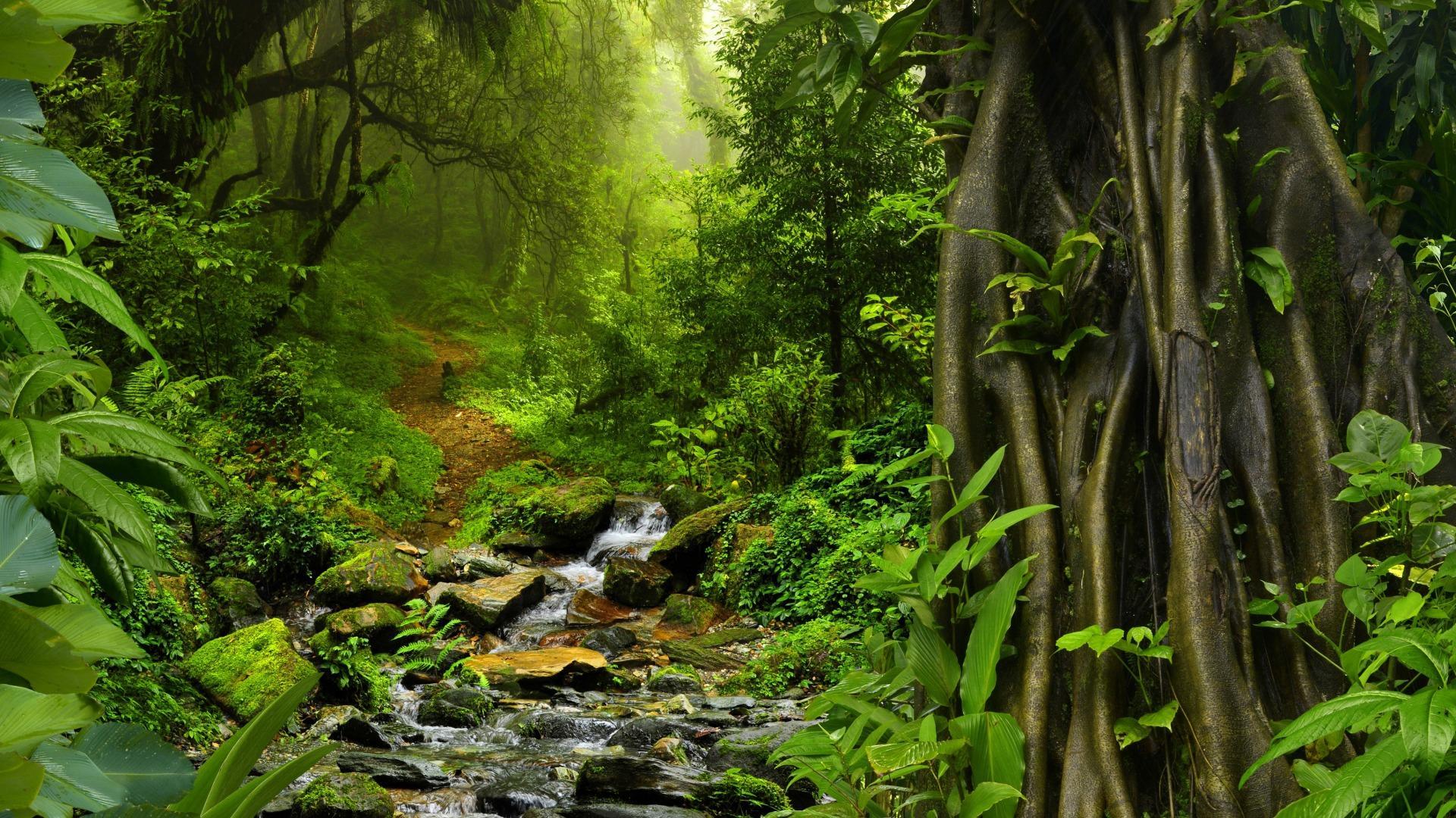Dschungel Hintergrundbild 1920x1080. Dschungel Live Wallpaperünde HD APK für Android herunterladen