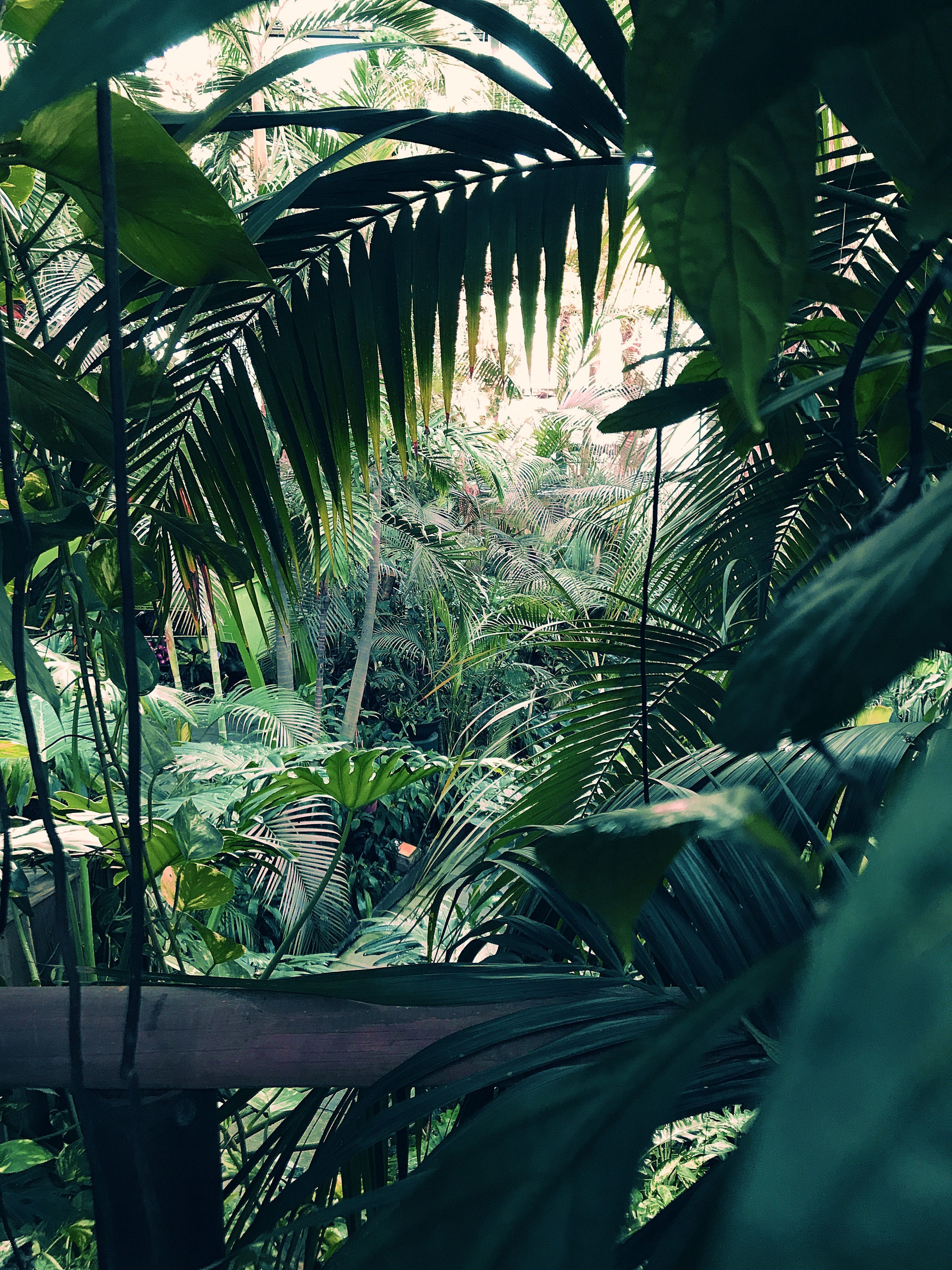 Dschungel Hintergrundbild 3024x4032. Pin auf Der geheimnisvolle Dschungel der Biosphäre Potsdam