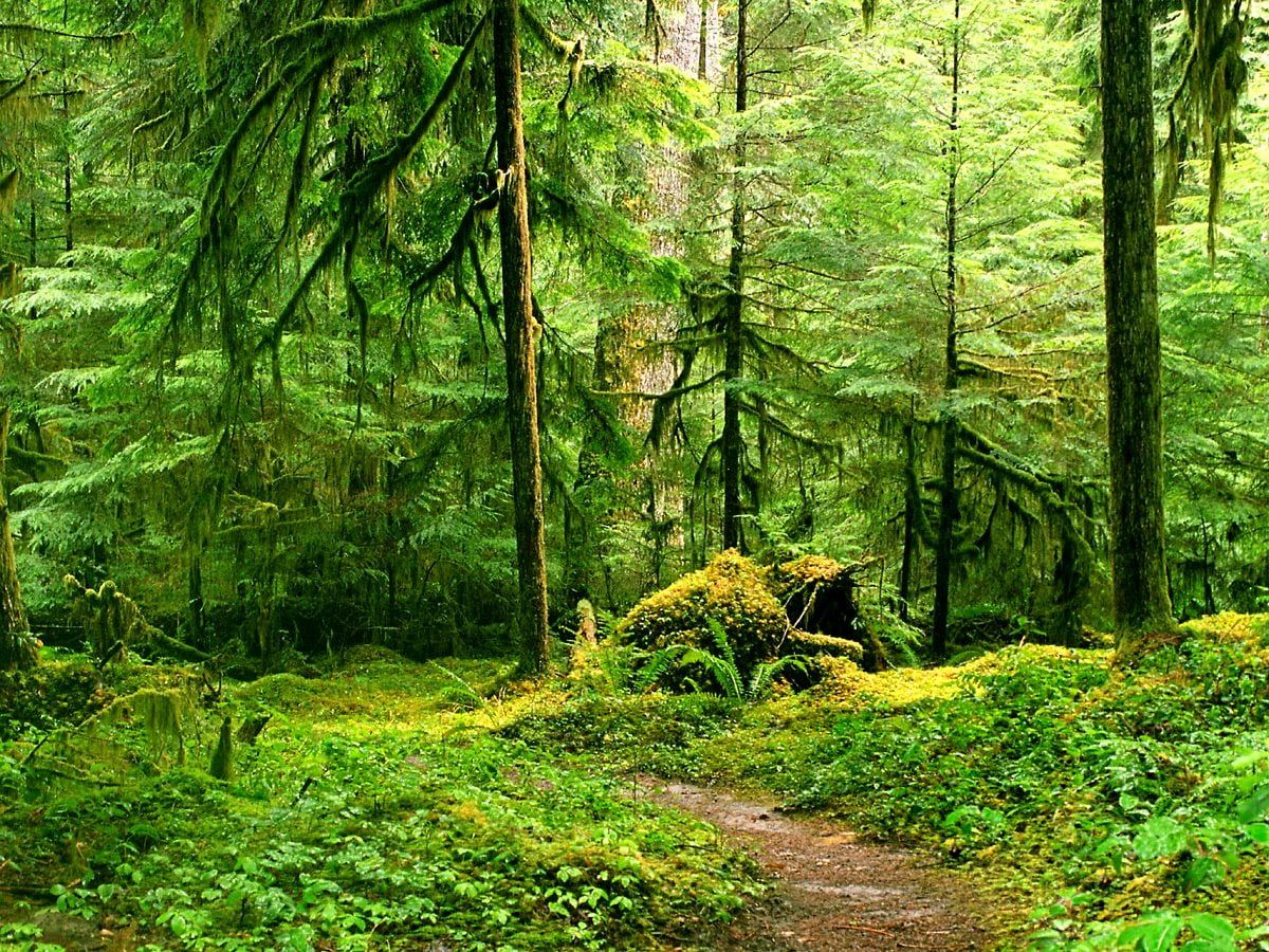 Dschungel Hintergrundbild 1200x900. Schönes Wald, Alter Wald, Natur Hintergrundbild. Download beste freie Hintergrundbilder