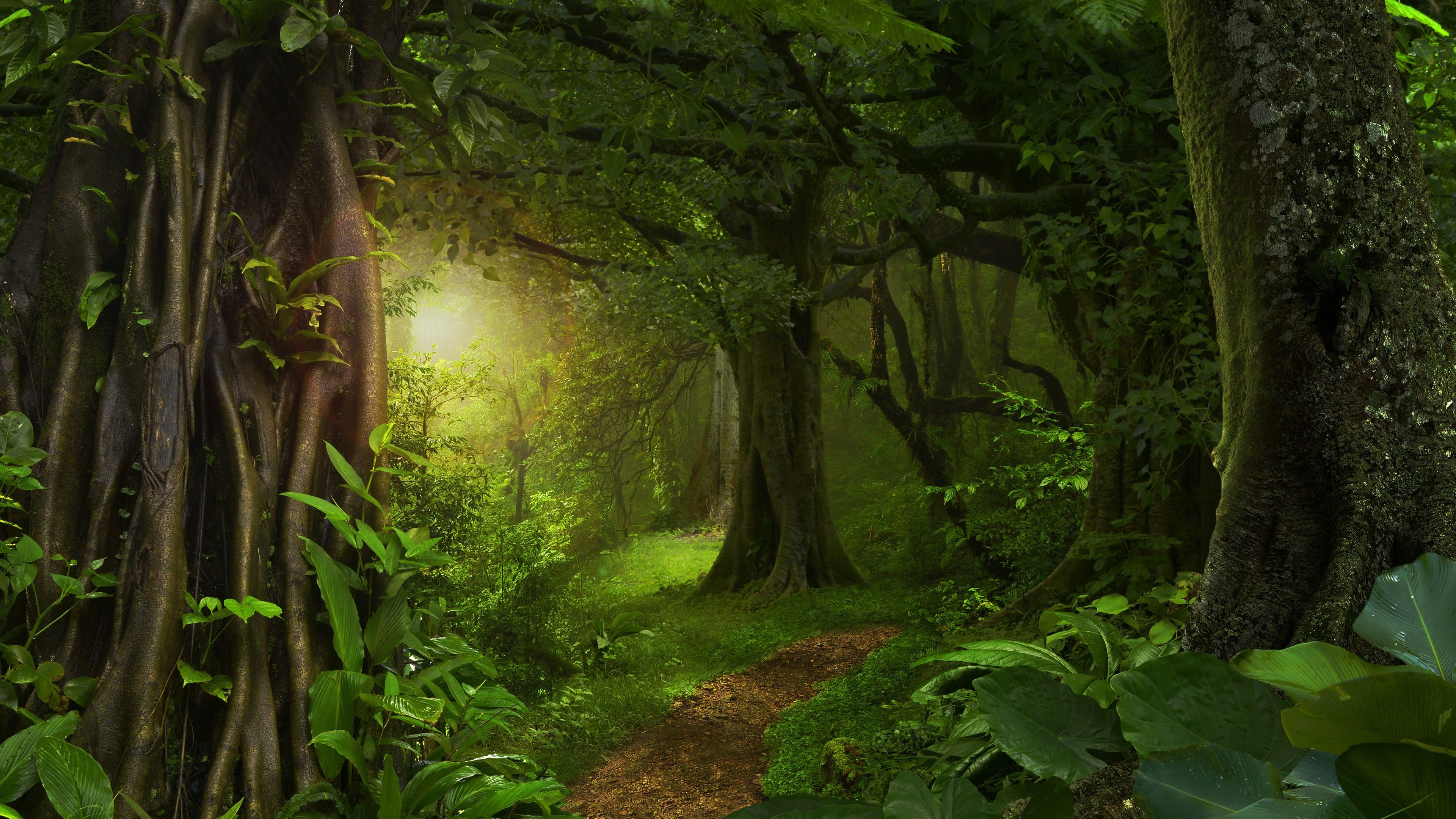 Dschungel Hintergrundbild 3840x2160. Wald, Dschungel, Bäume, Pfad, grün 3840x2160 UHD 4K Hintergrundbilder, HD, Bild