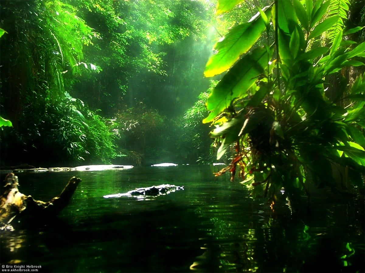 Dschungel Hintergrundbild 1200x900. Hintergrundbild Natur, Grüne, Dschungel. Download beste freie Hintergrundbilder