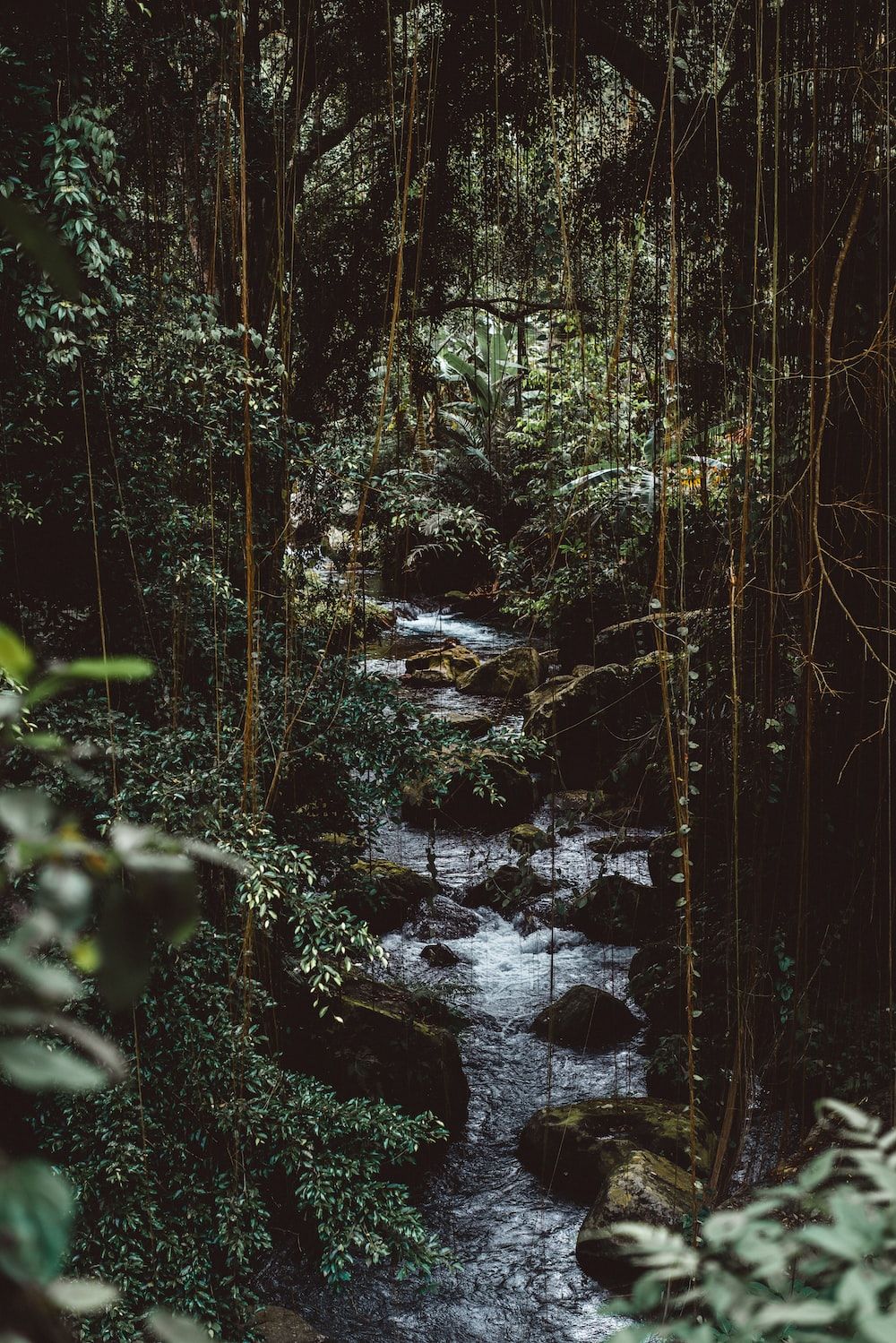 Dschungel Hintergrundbild 1000x1499. Bilder zum Thema Wald, Dschungel. Kostenlose Bilder auf herunterladen