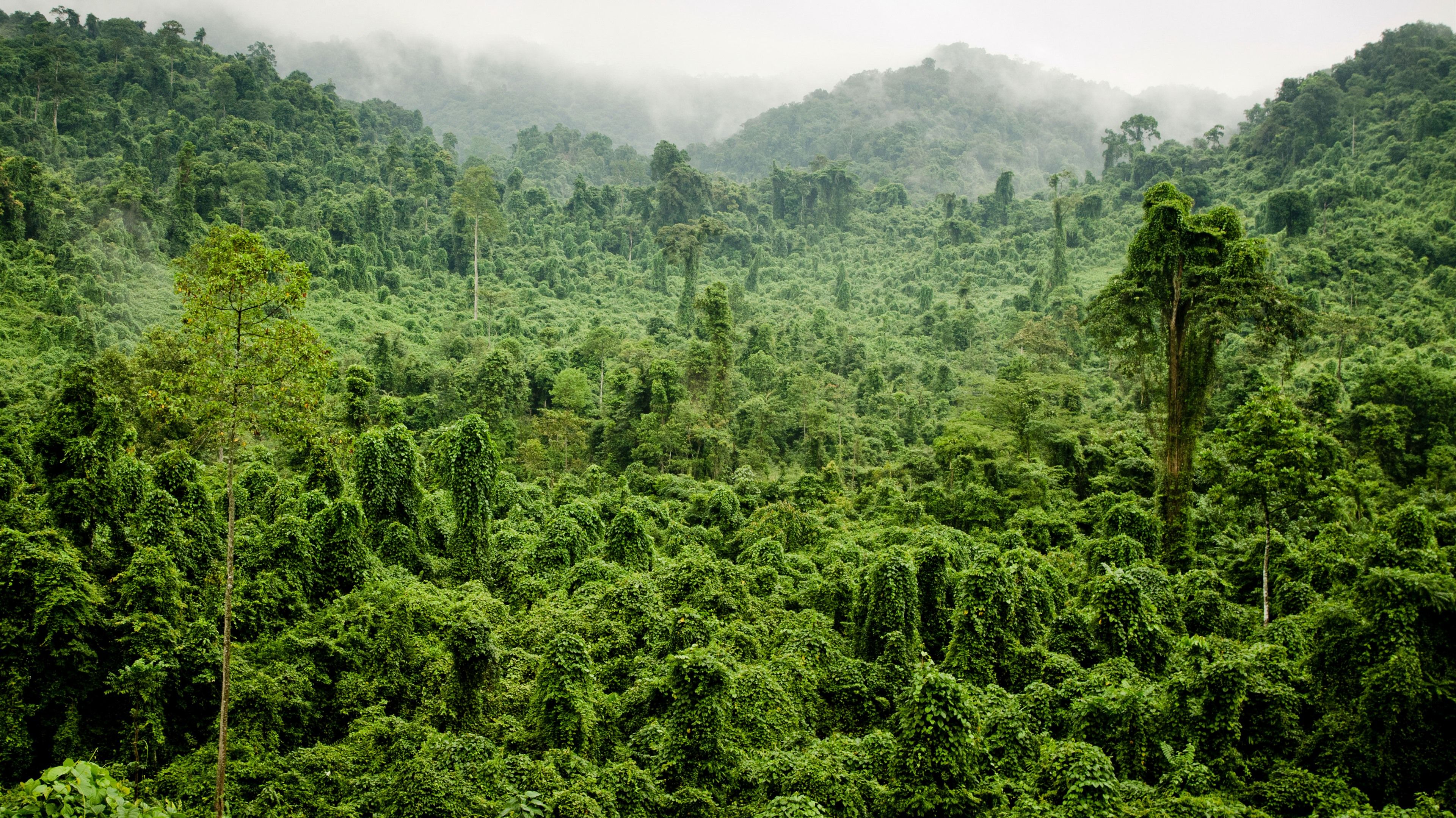 Dschungel Hintergrundbild 3840x2160. Dschungel, tropisch, Wald, Bäume, grün 3840x2160 UHD 4K Hintergrundbilder, HD, Bild