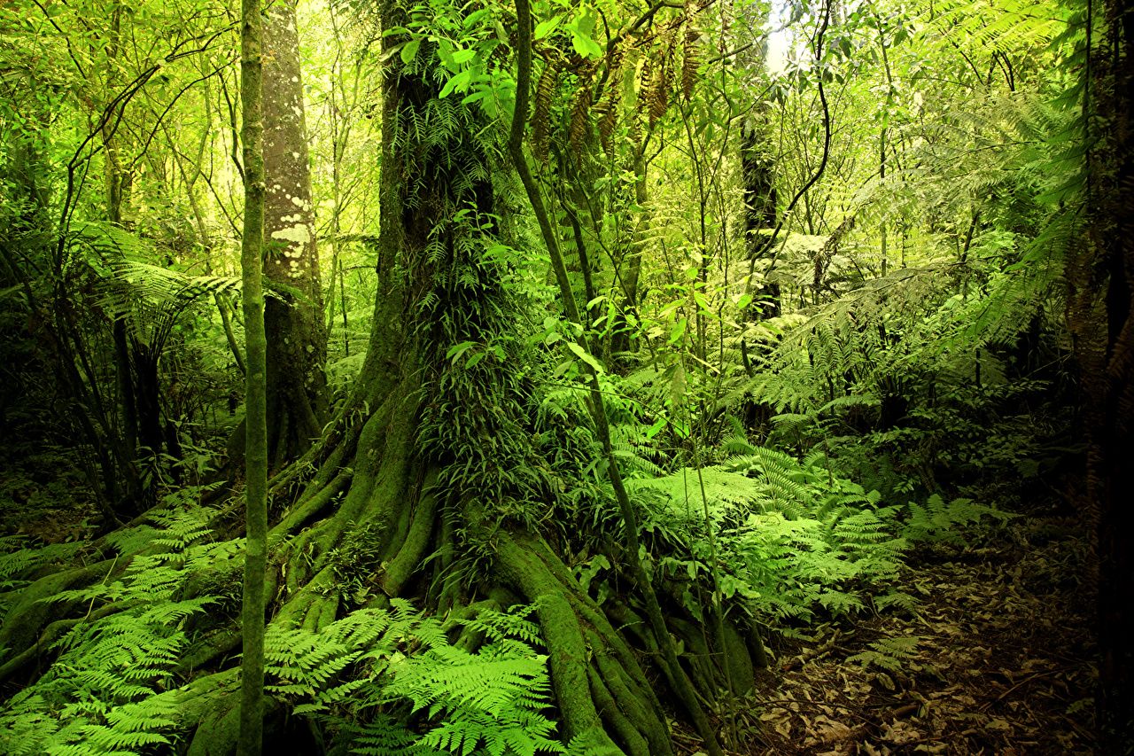Dschungel Hintergrundbild 1280x853. Desktop Hintergrundbilder Jungle Natur Tropen Wälder Baumstamm