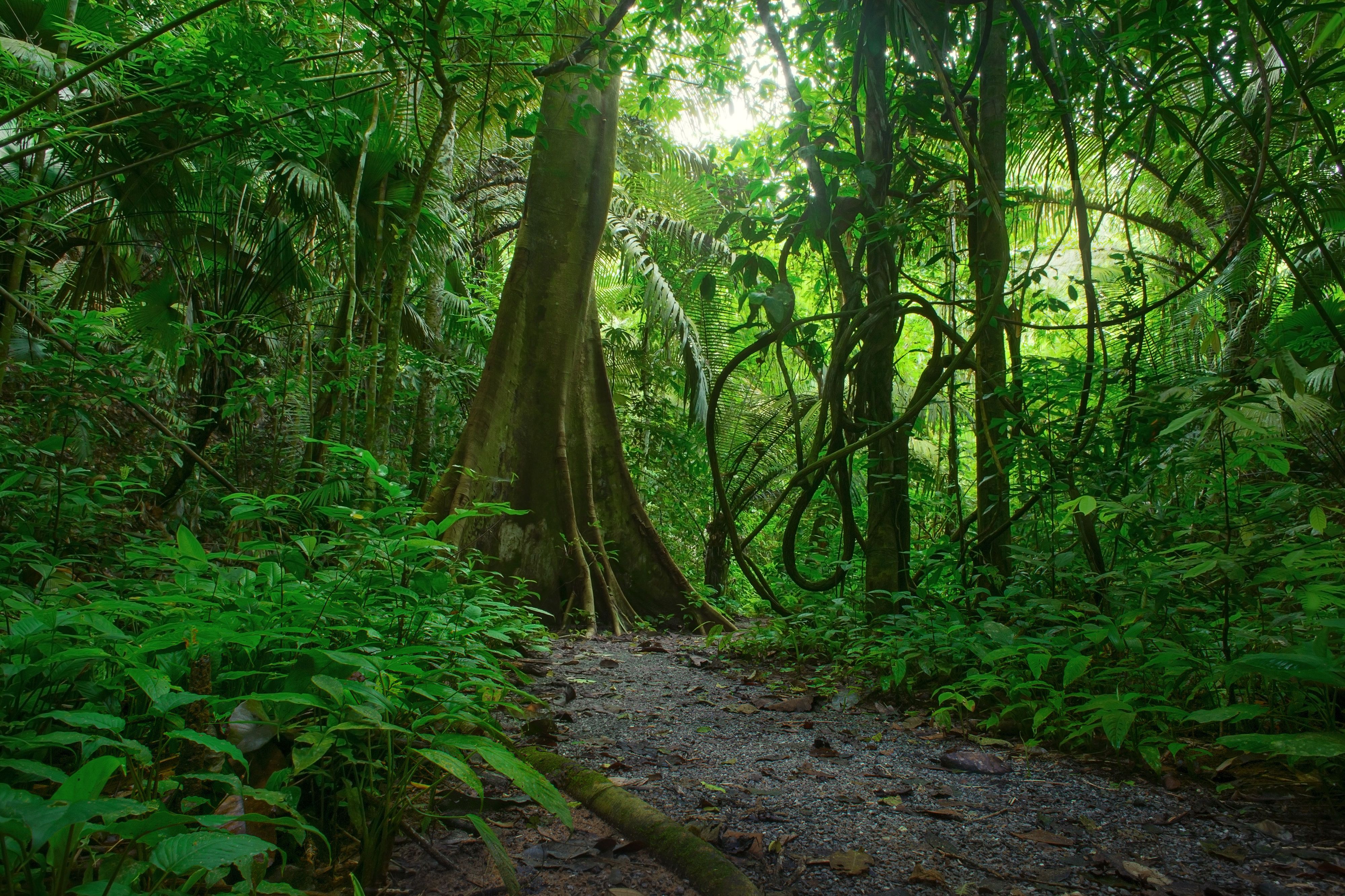 Dschungel Hintergrundbild 4000x2666. 4K Dschungel Wallpaper. Hintergründe