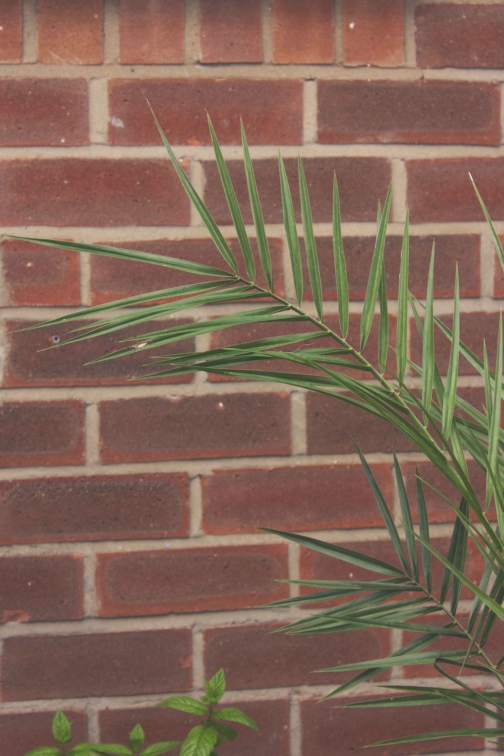  Ziegel Hintergrundbild 1000x1500. Foto zum Thema grüne Pflanze neben brauner Ziegelmauer