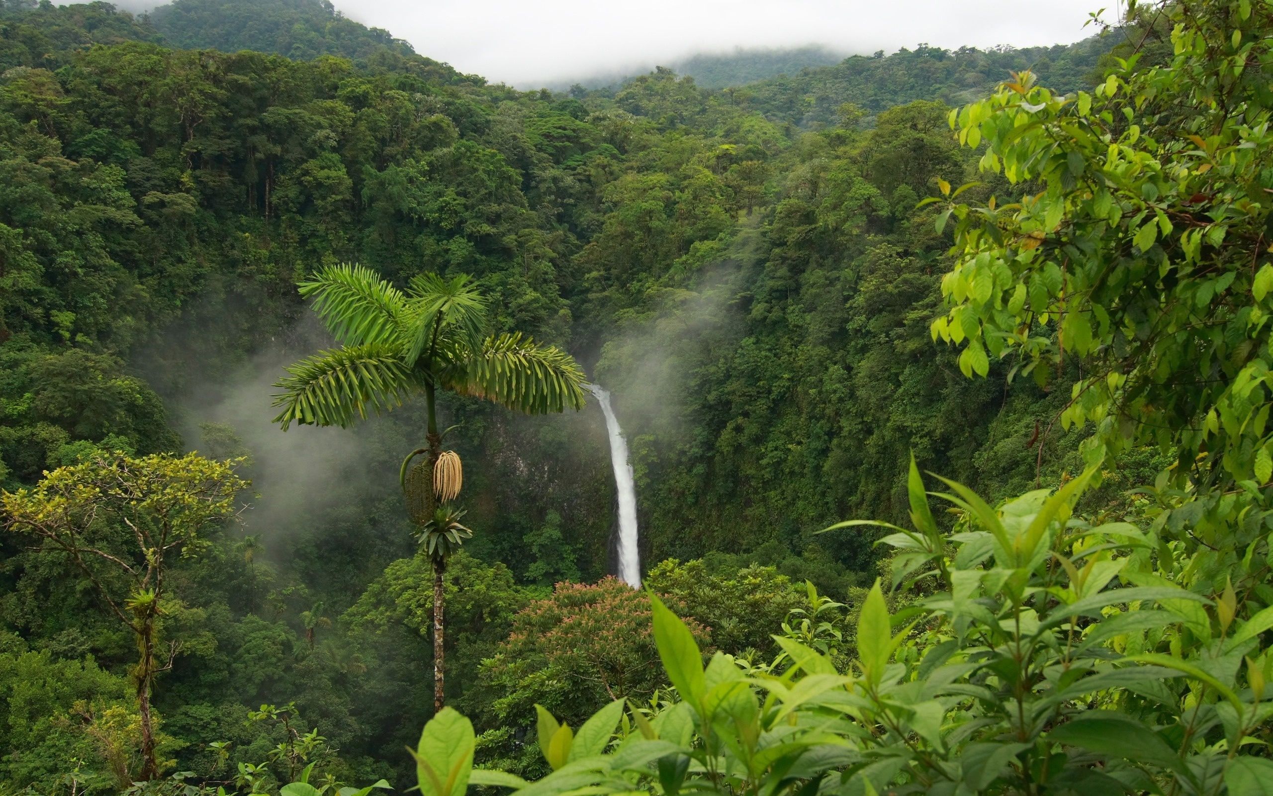 Dschungel Hintergrundbild 2560x1600. Download Hintergrundbild natur, grün, wasserfall, palmen, tropen die Auflösung 2560x1600