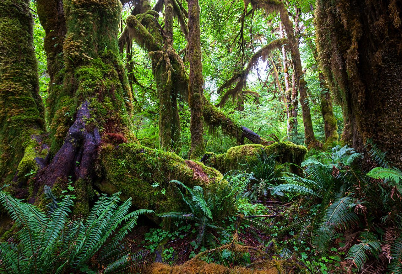 Dschungel Hintergrundbild 1280x874. Desktop Hintergrundbilder Jungle Natur Wald Tropen Baumstamm