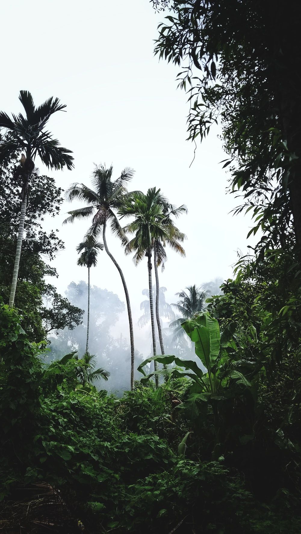 Dschungel Hintergrundbild 1000x1776. Foto zum Thema Grüne Palmen unter weißem Himmel tagsüber