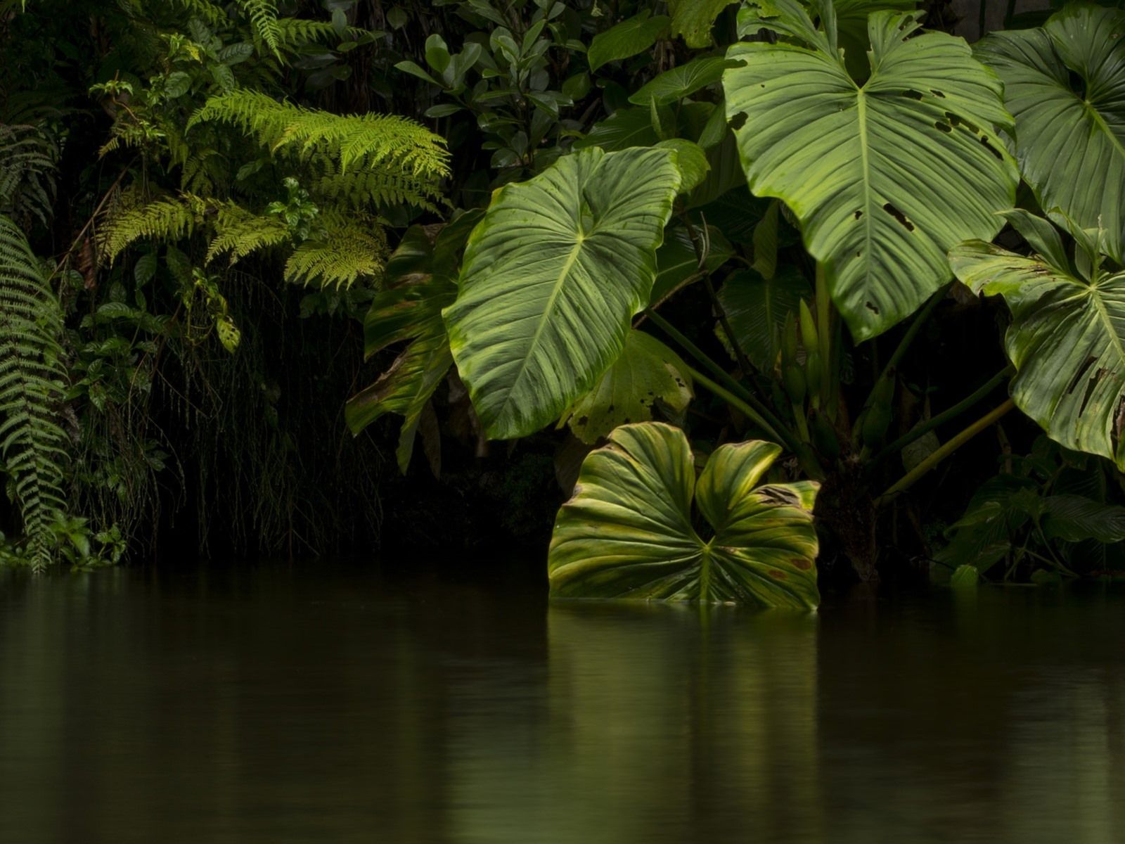 Dschungel Hintergrundbild 1600x1200. Dschungel, grüne Blätter, Fluss, Wasser 1920x1200 HD Hintergrundbilder, HD, Bild