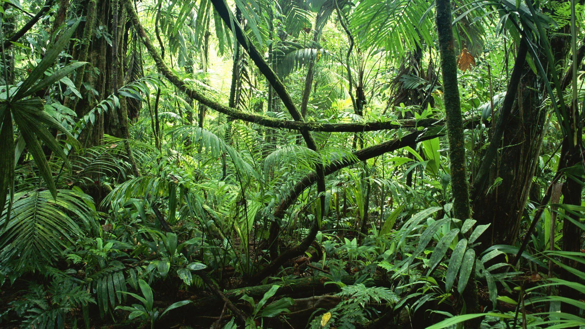 Dschungel Hintergrundbild 1920x1080. Jungle Wallpaper Free 1920X1080 Jungle Background