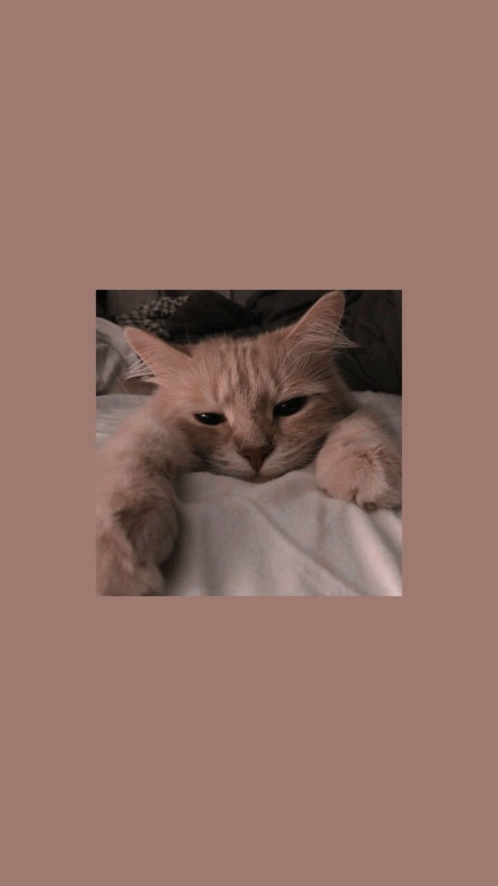  Katze Hintergrundbild 720x1280. As Sa on обои. Cute cat wallpaper, Cat wallpaper, Locked wallpaper