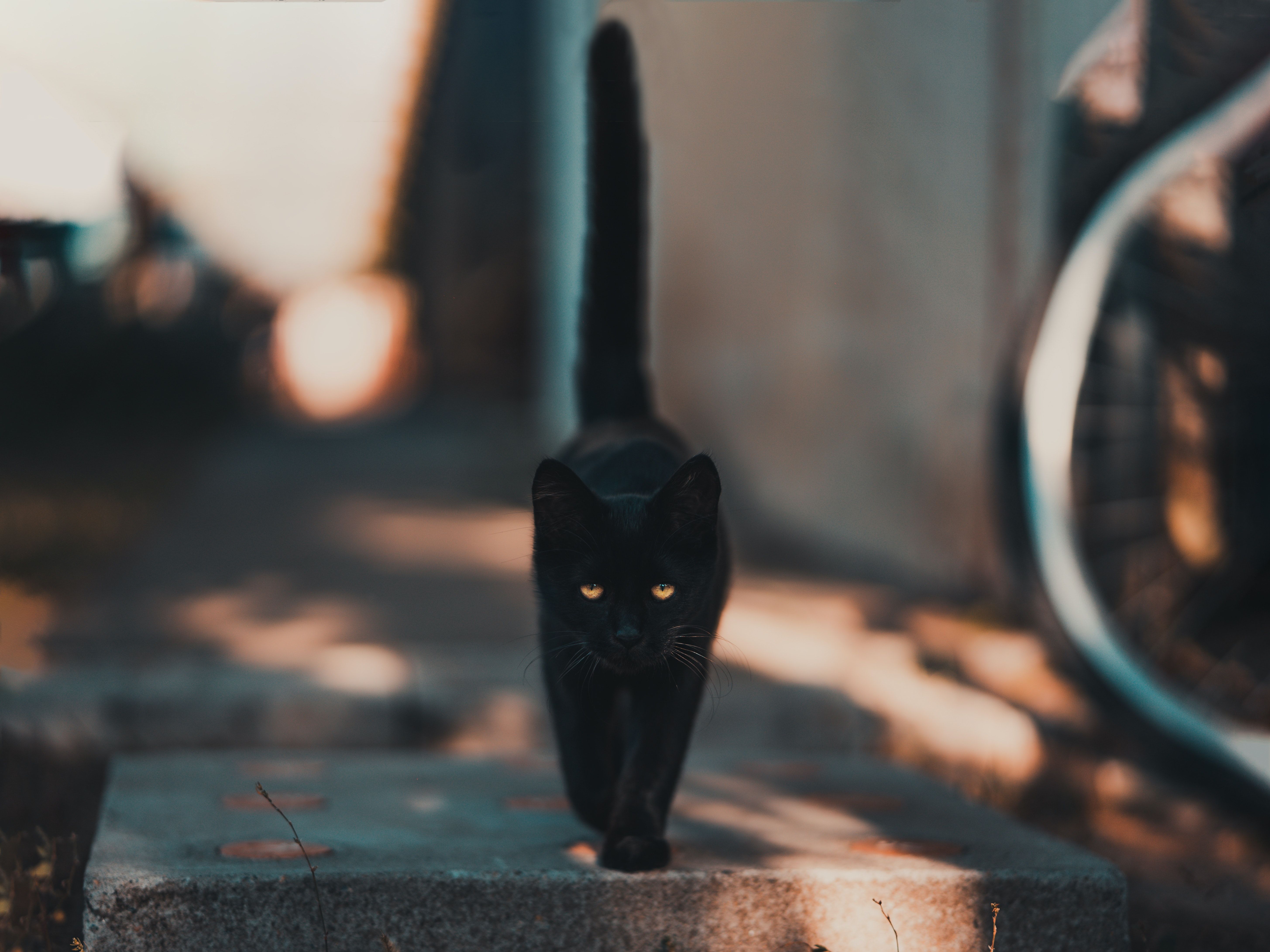  Katzen Hintergrundbild 5819x4364. 200.Schwarze Katze Bilder Und Fotos · Kostenlos Downloaden · Stock Fotos