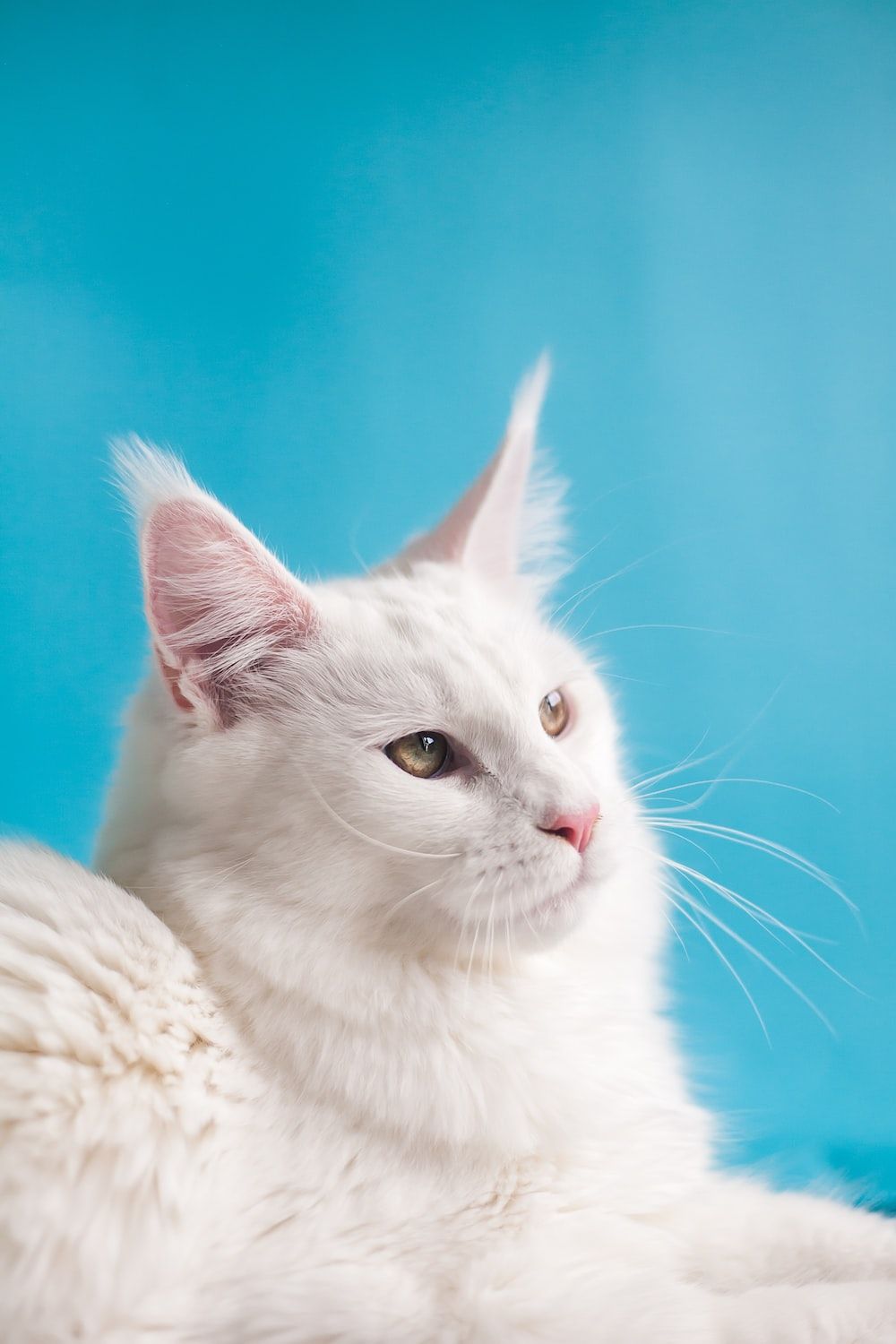  Katze Hintergrundbild 1000x1500. Foto zum Thema weiße Katze auf weißem Textil