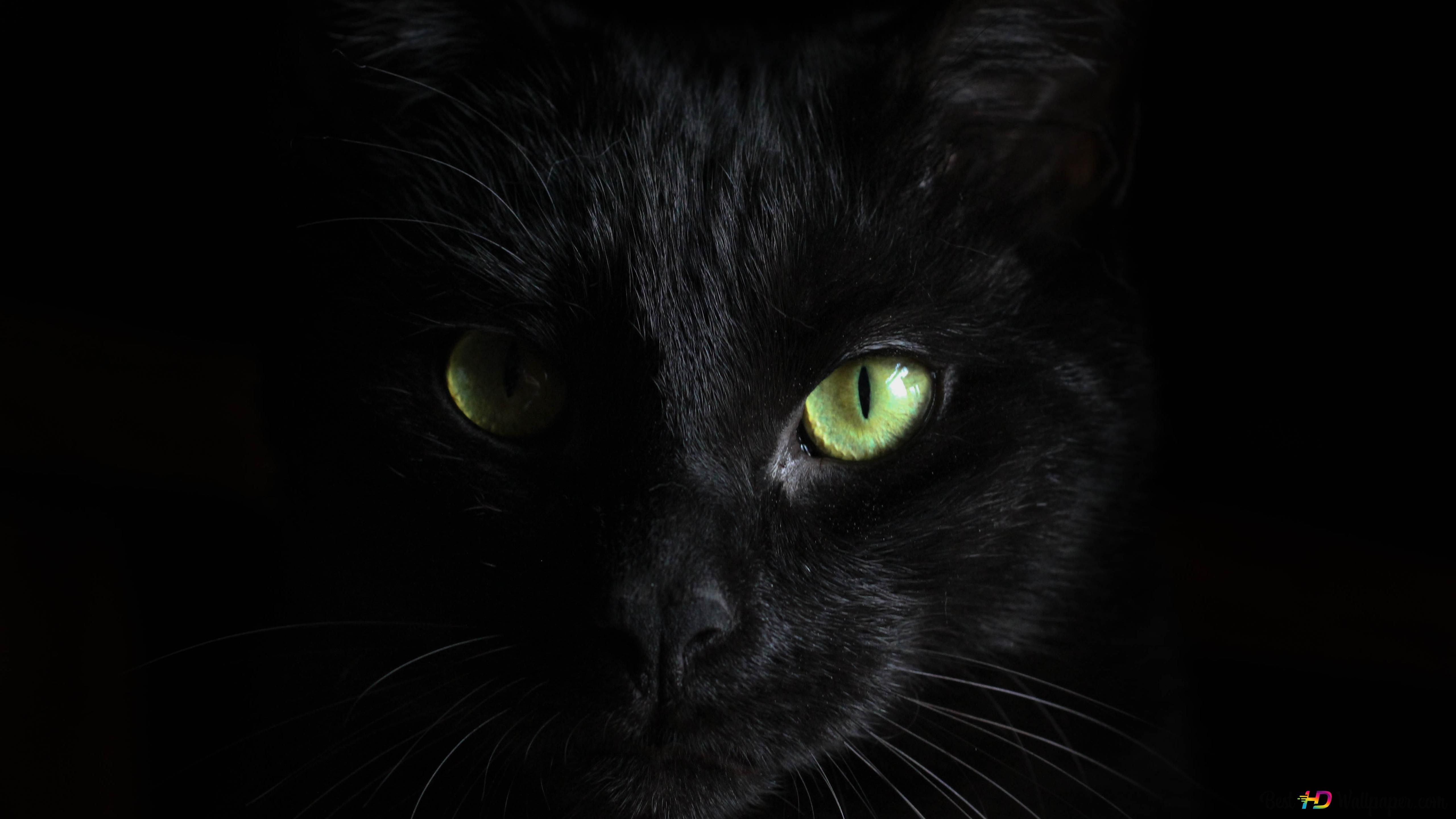  Katze Hintergrundbild 5120x2880. Schwarze Katze mit grünem Auge 4K Hintergrundbild herunterladen