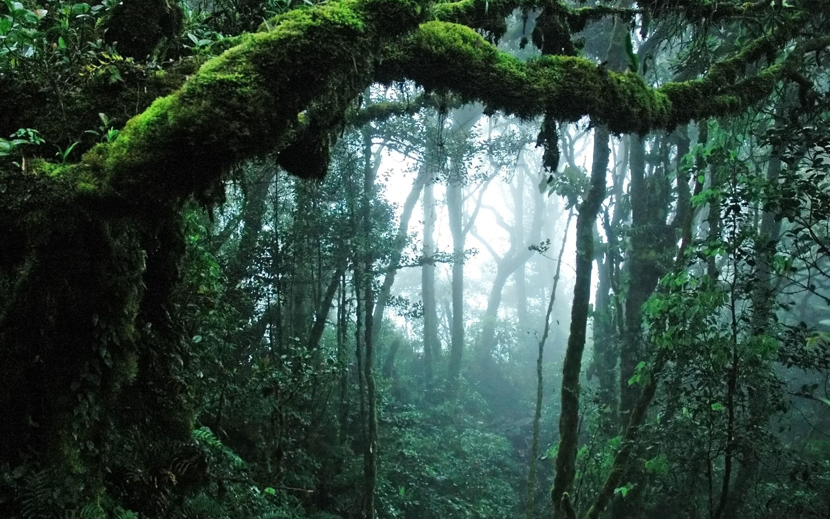 Dschungel Hintergrundbild 2880x1800. Rainforest Ultra HD Wallpaper