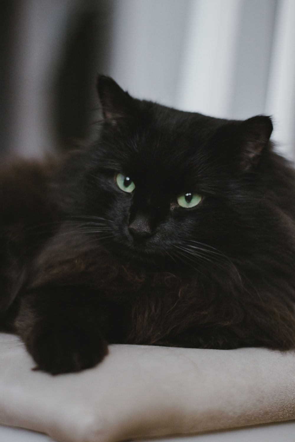  Katze Hintergrundbild 1000x1500. Foto zum Thema Schwarze Katze auf weißem Tisch