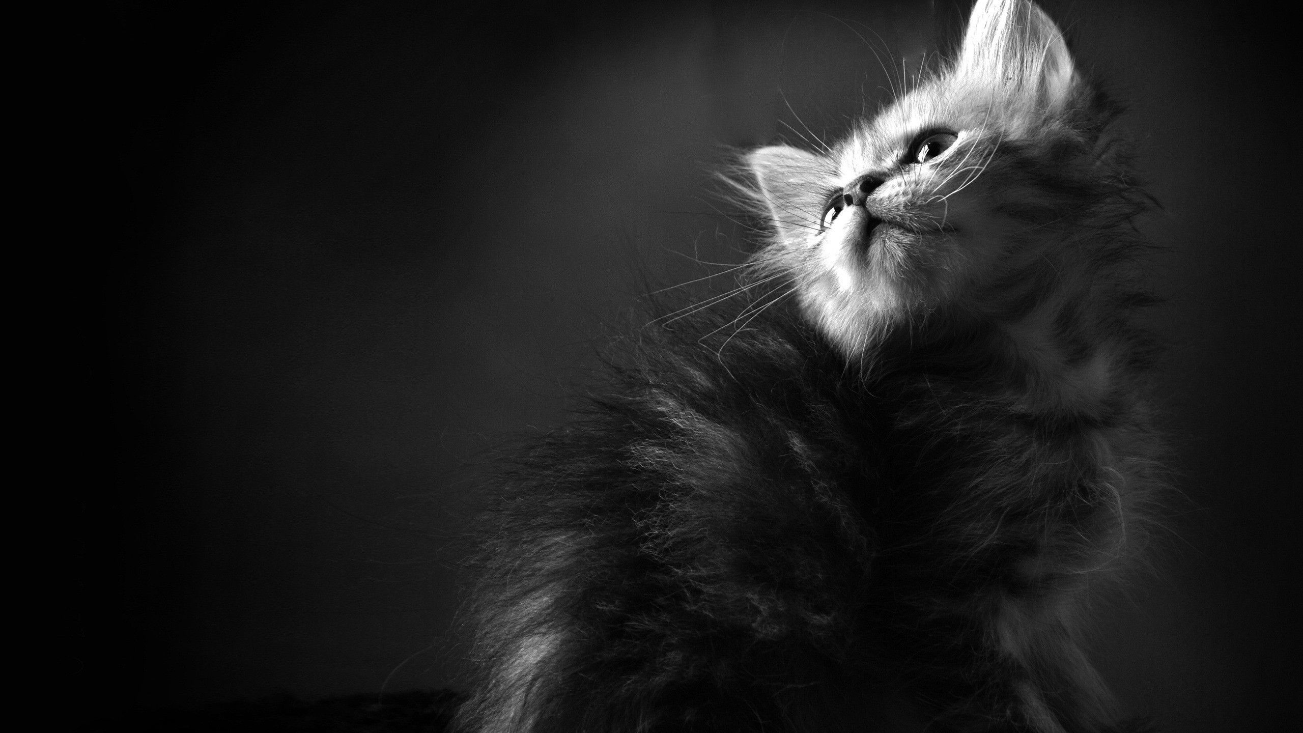  Katze Hintergrundbild 2560x1440. Kostenlose Hintergrundbilder Graustufenfoto Einer Katze Mit Schwarzen Augen, Bilder Für Ihren Desktop Und Fotos