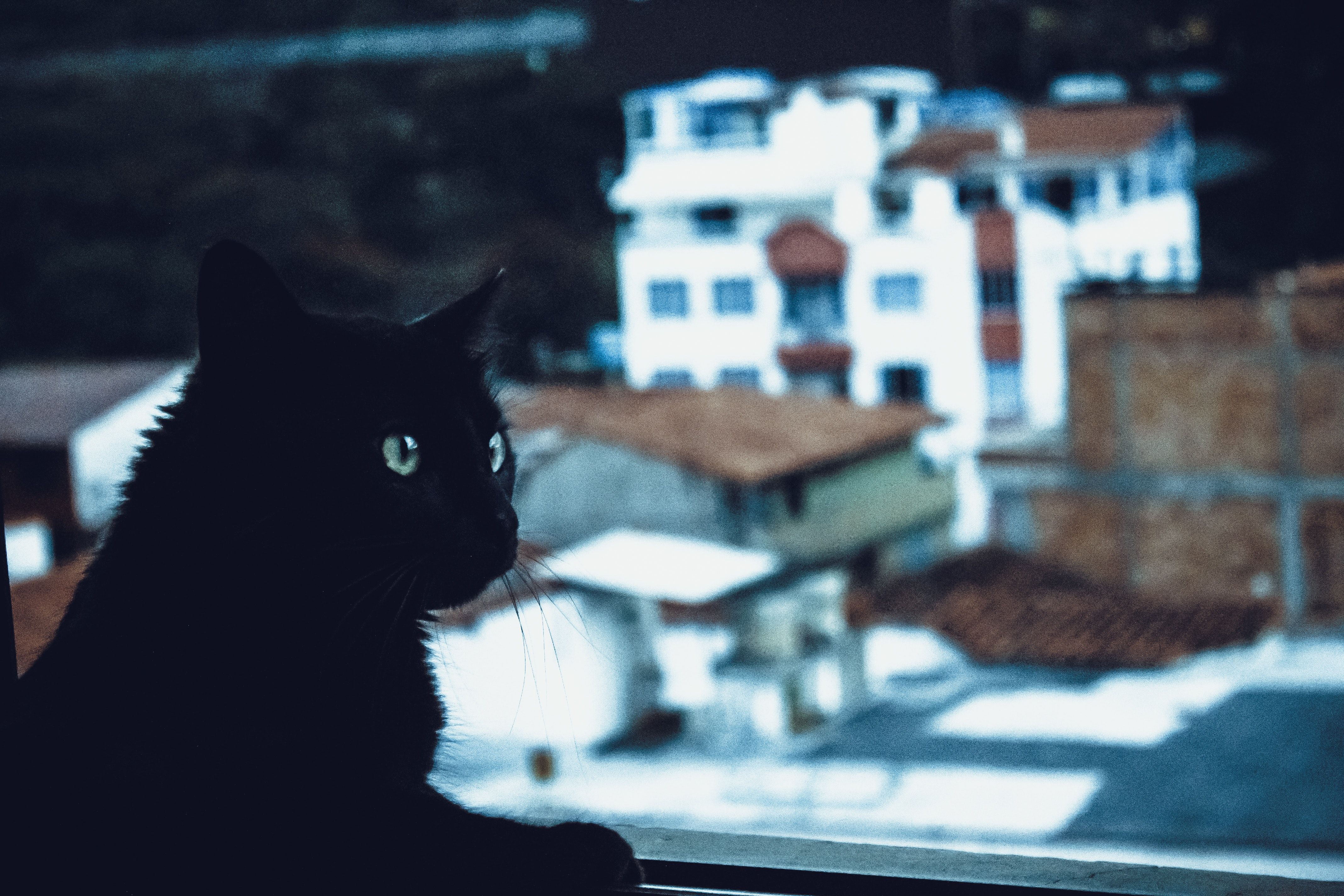  Katze Hintergrundbild 4272x2848. 200.Schwarze Katze Bilder Und Fotos · Kostenlos Downloaden · Stock Fotos