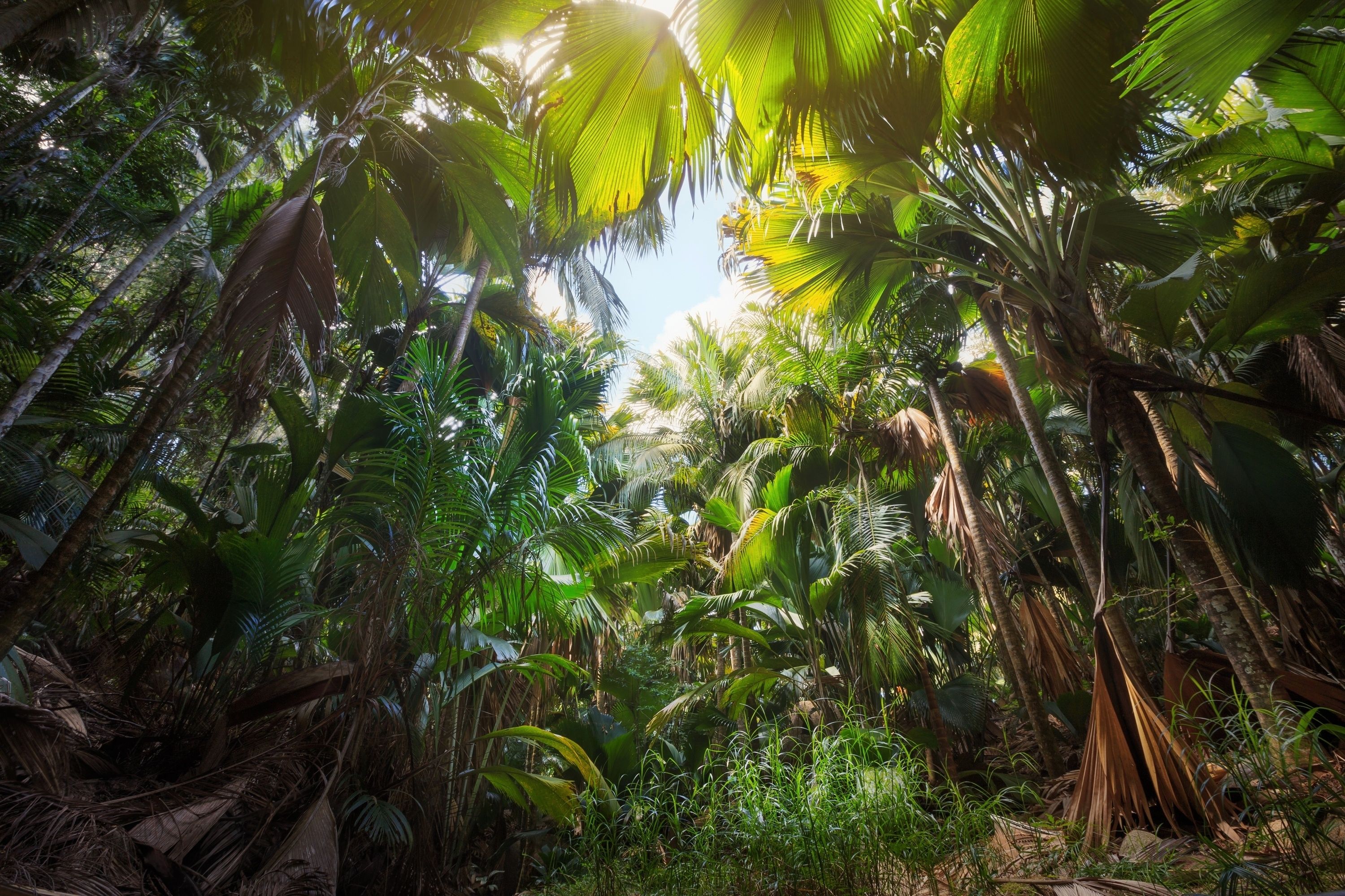 Dschungel Hintergrundbild 3000x2000. Download Hintergrundbild bäume, natur, trunks, palmen, dschungel die Auflösung 1280x720