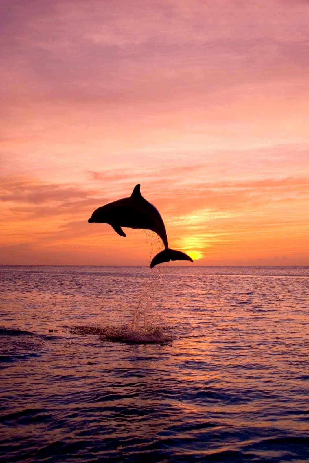  Delfin Hintergrundbild 1068x1600. Download Aesthetic Dolphin Sunset Wallpaper