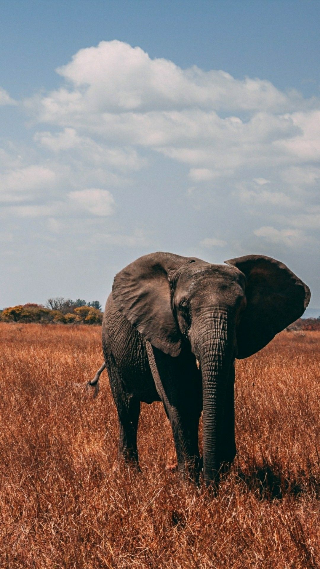  Elefant Hintergrundbild 1080x1920. Elephant wallpaper. Fil, Evcil hayvan fotoğrafçılığı, Afrika fili