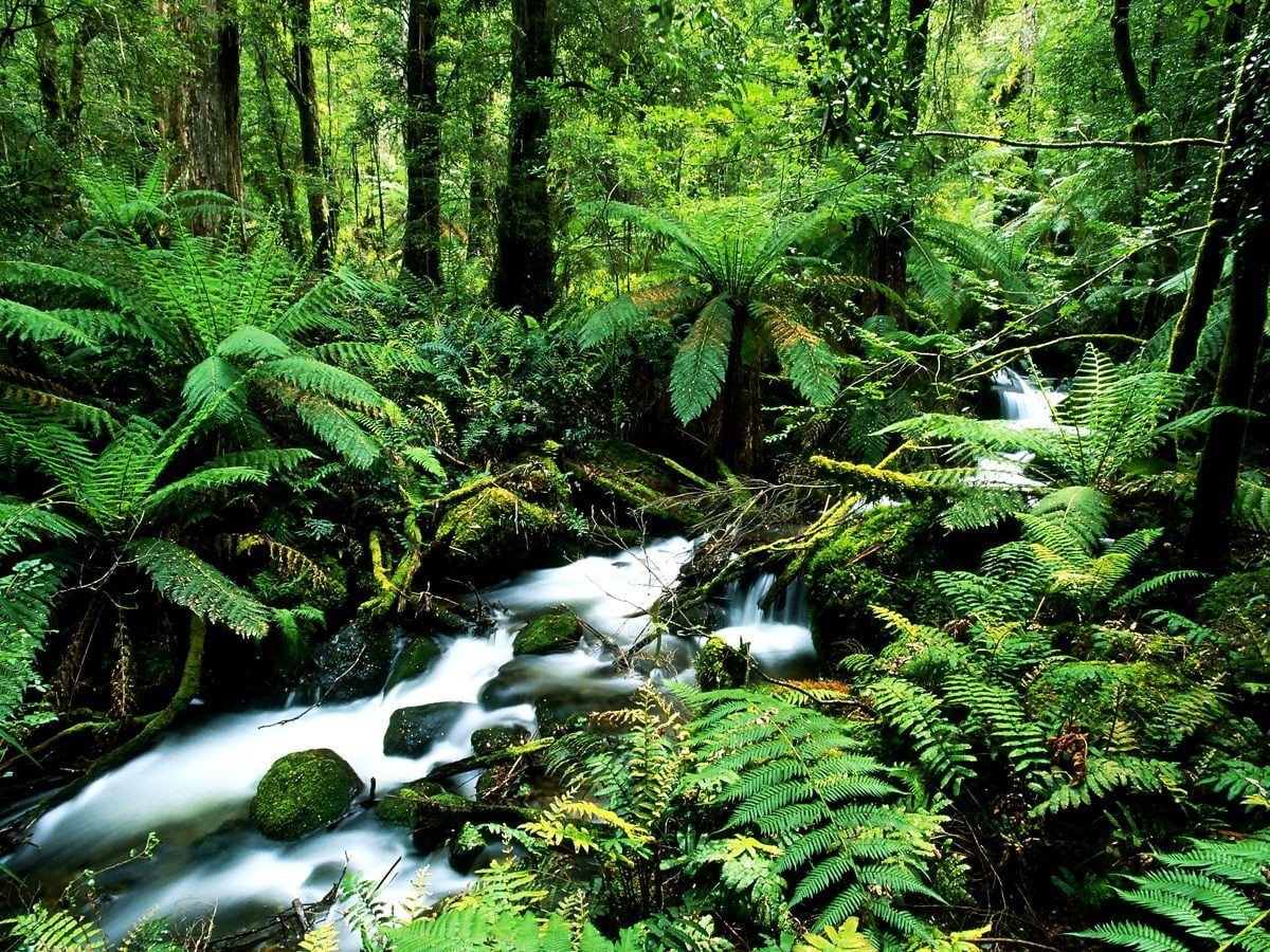 Dschungel Hintergrundbild 1200x900. Schönes Hintergrundbild Wald, Natur, Alter Wald. Beste kostenlose Hintergrundbilder
