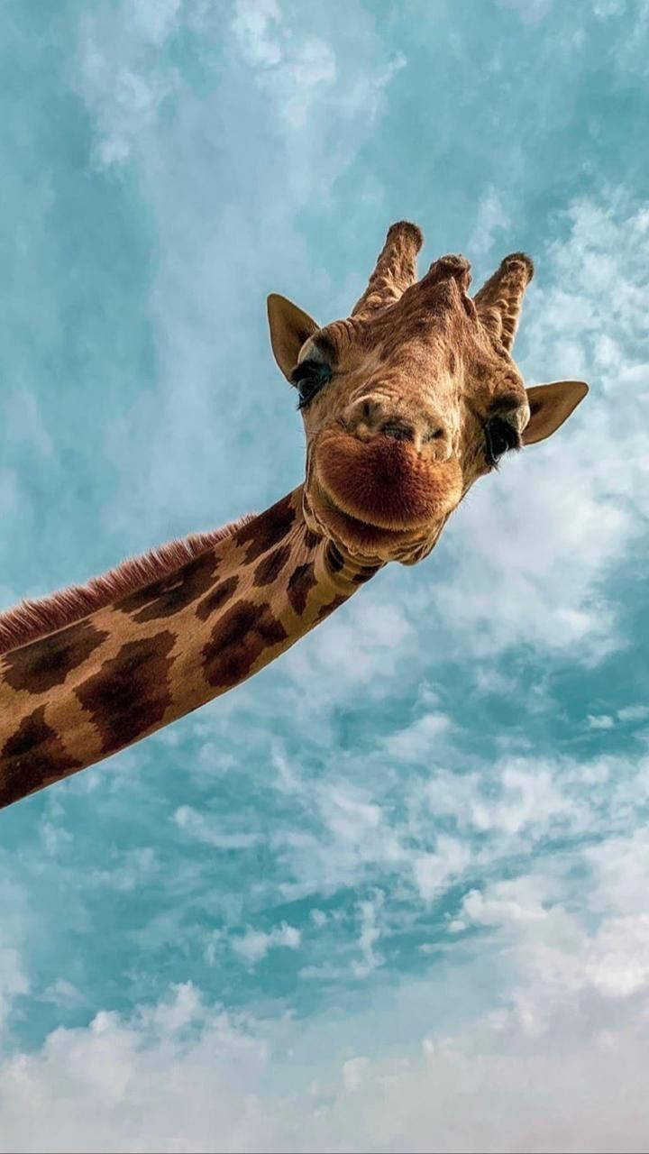  Giraffe Hintergrundbild 720x1280. Download Cute Giraffe Animal Wallpaper