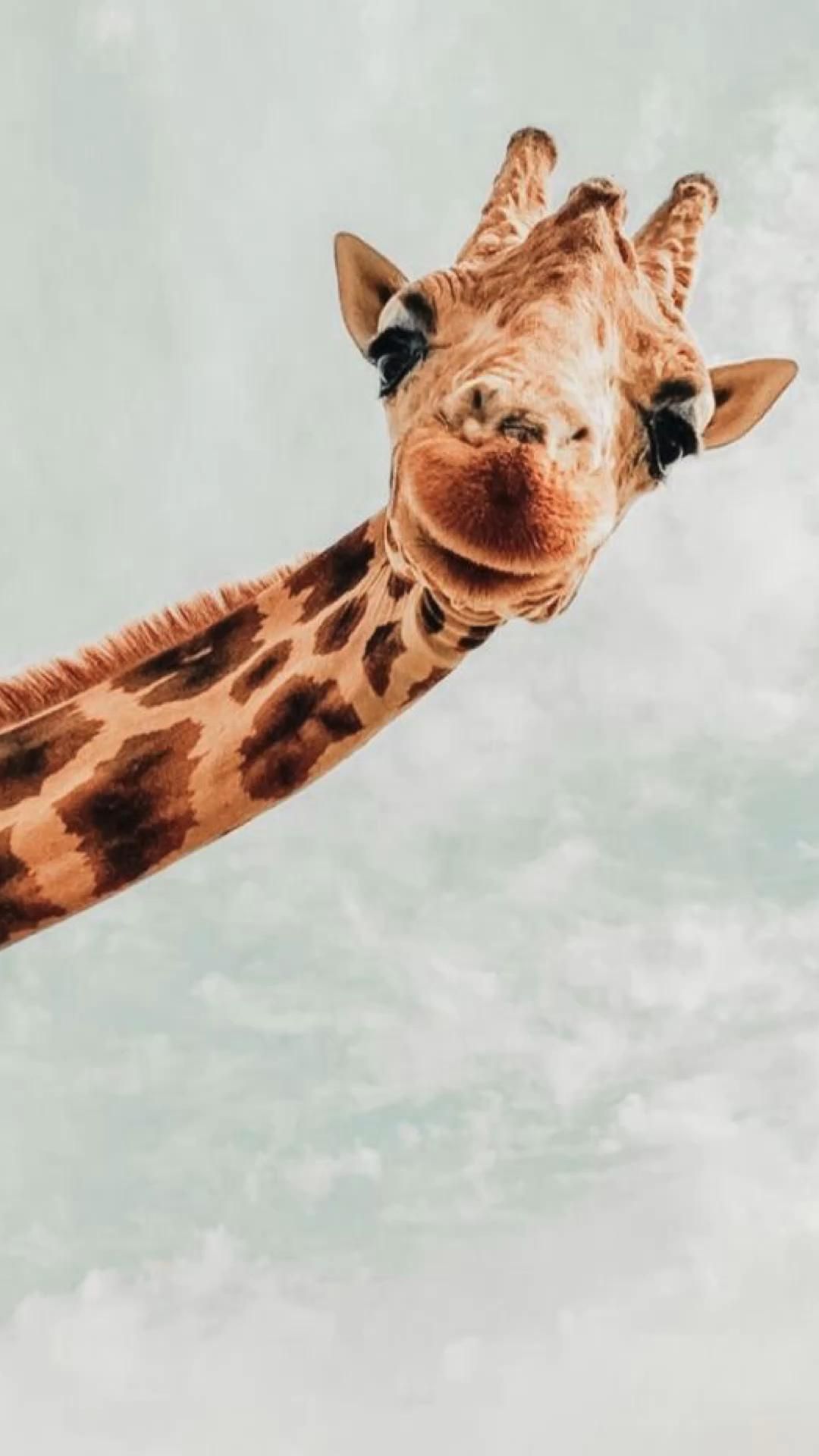  Giraffe Hintergrundbild 1080x1920. Aesthetic Giraffe Wallpaper
