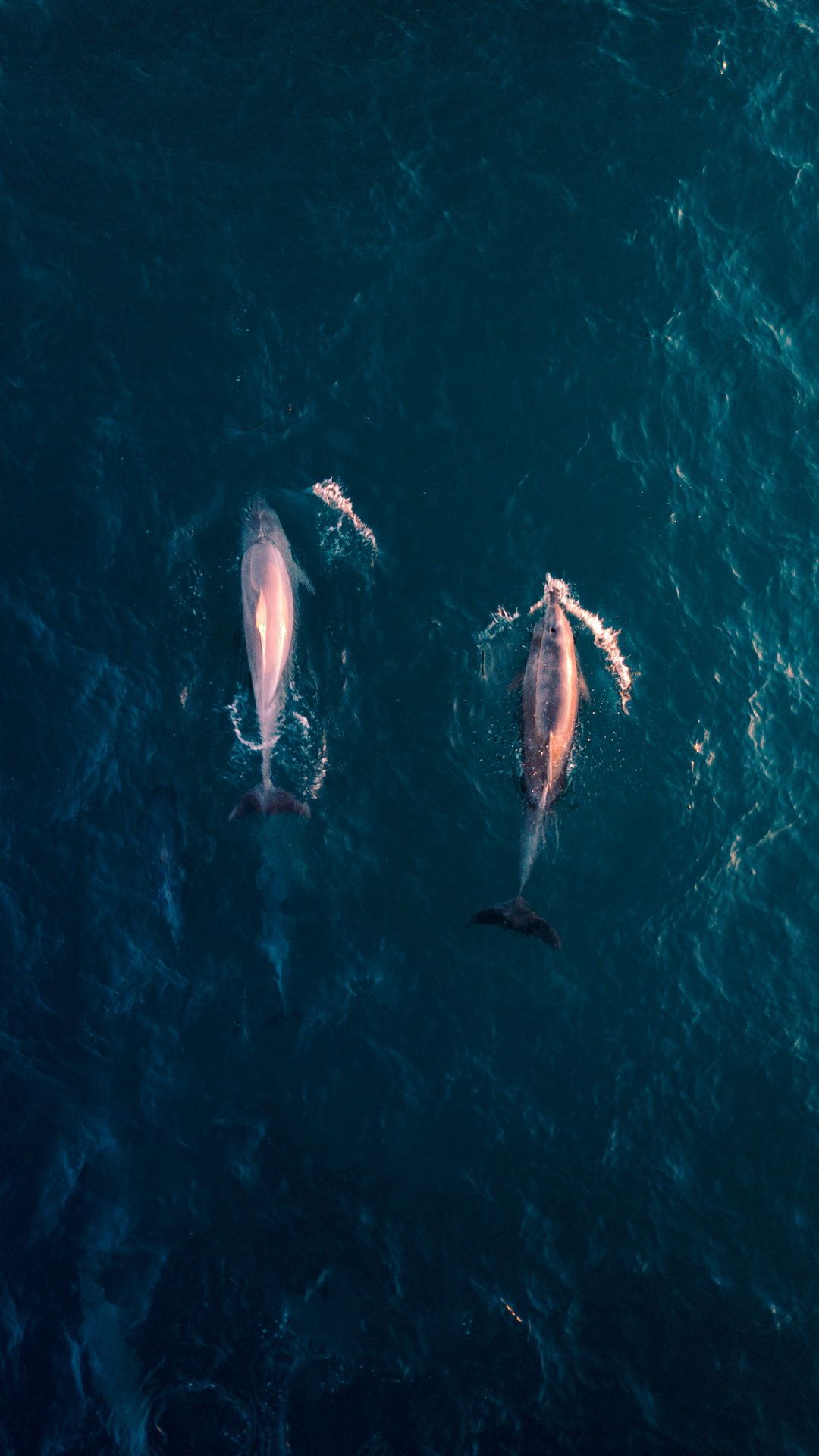  Delfin Hintergrundbild 1080x1920. Kostenlose Hintergrundbilder Wasser, Ich Weiß Nicht, Bete, Während du Gehst, Meer, Delphin, Bilder Für Ihren Desktop Und Fotos
