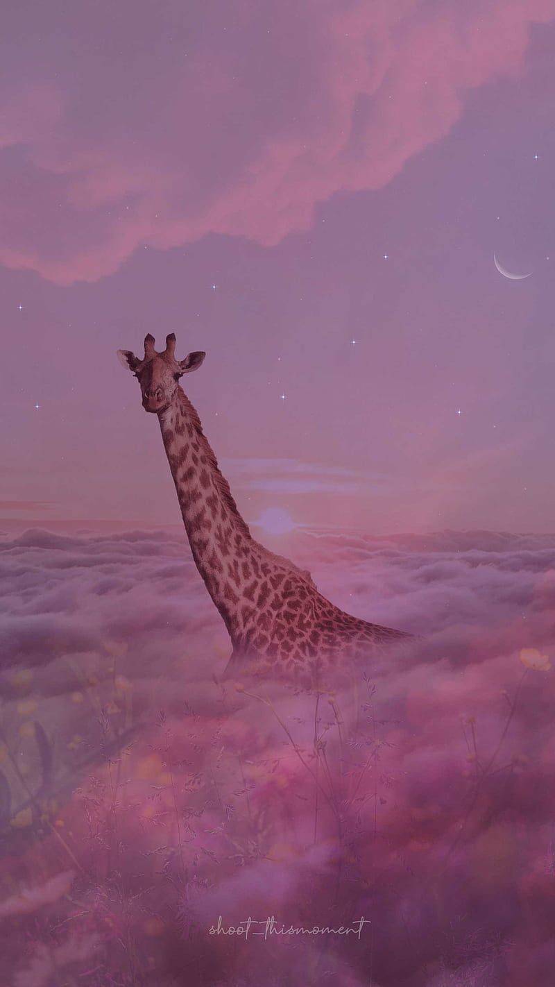  Giraffe Hintergrundbild 800x1422. Giraffe paradise, cloudscape, dreamscape, dreamy, heaven, magical, moon, pink, HD phone wallpaper