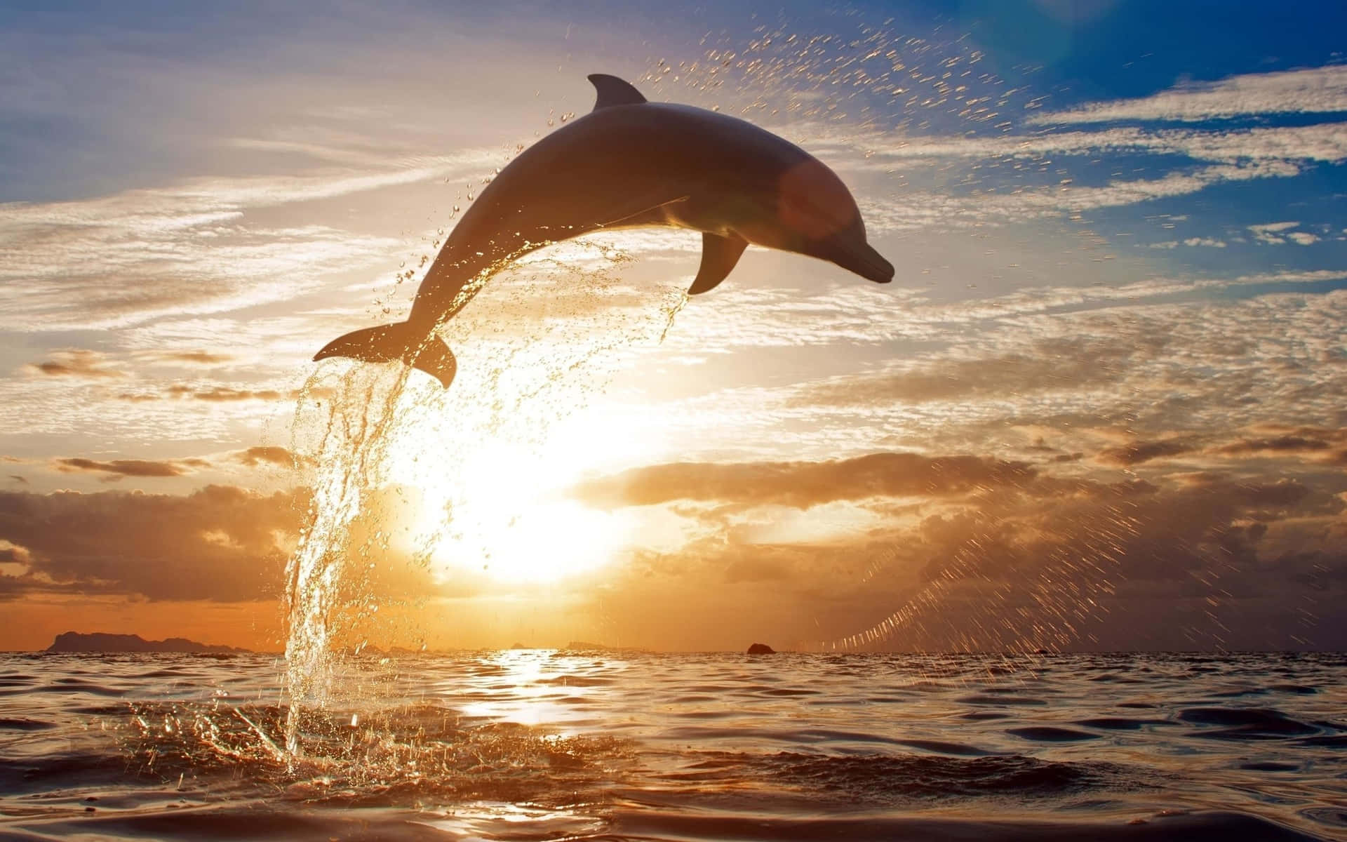  Delfin Hintergrundbild 1920x1200. Free Dolphin Sunset Wallpaper Downloads, Dolphin Sunset Wallpaper for FREE