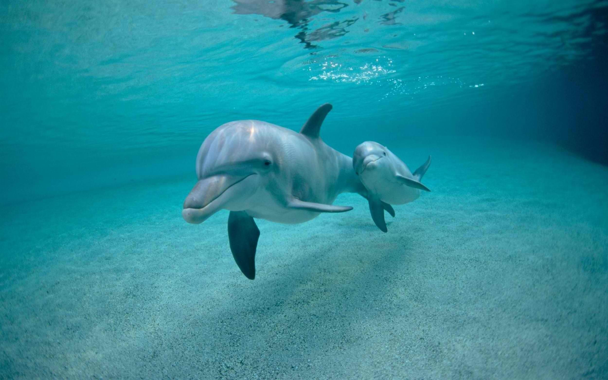  Delfin Hintergrundbild 2500x1562. Baby Dolphin Wallpaper Free Baby Dolphin Background