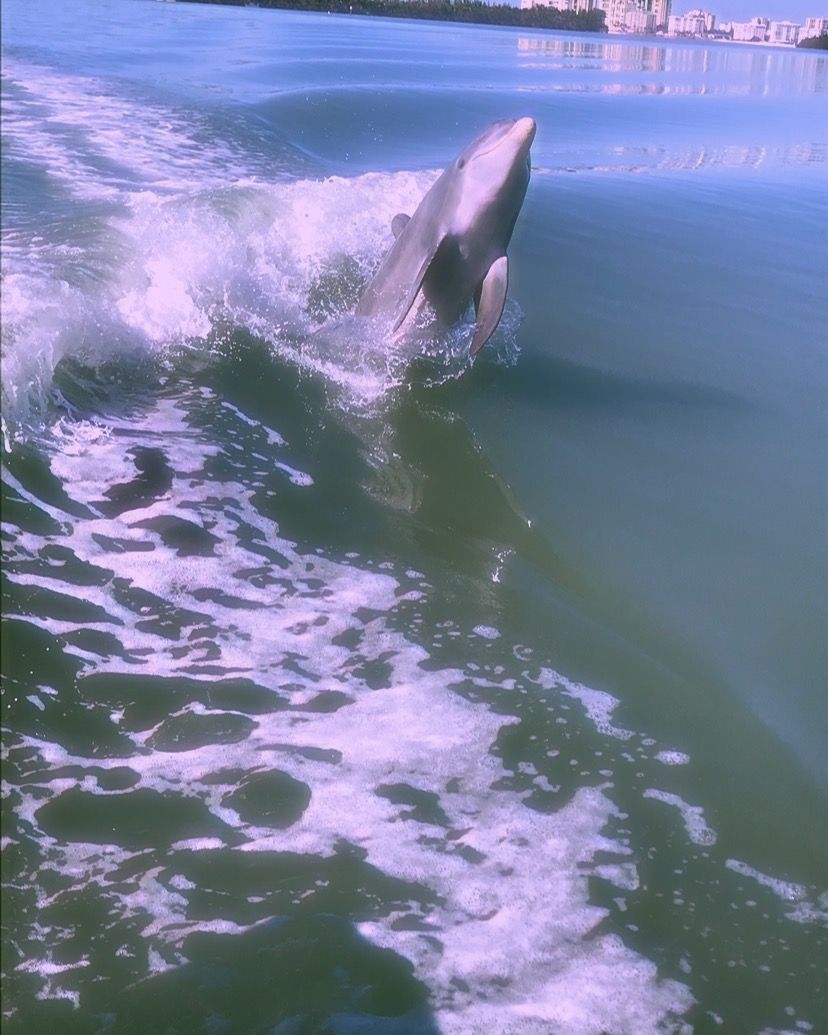  Delfin Hintergrundbild 828x1035. Wallpaper bilder