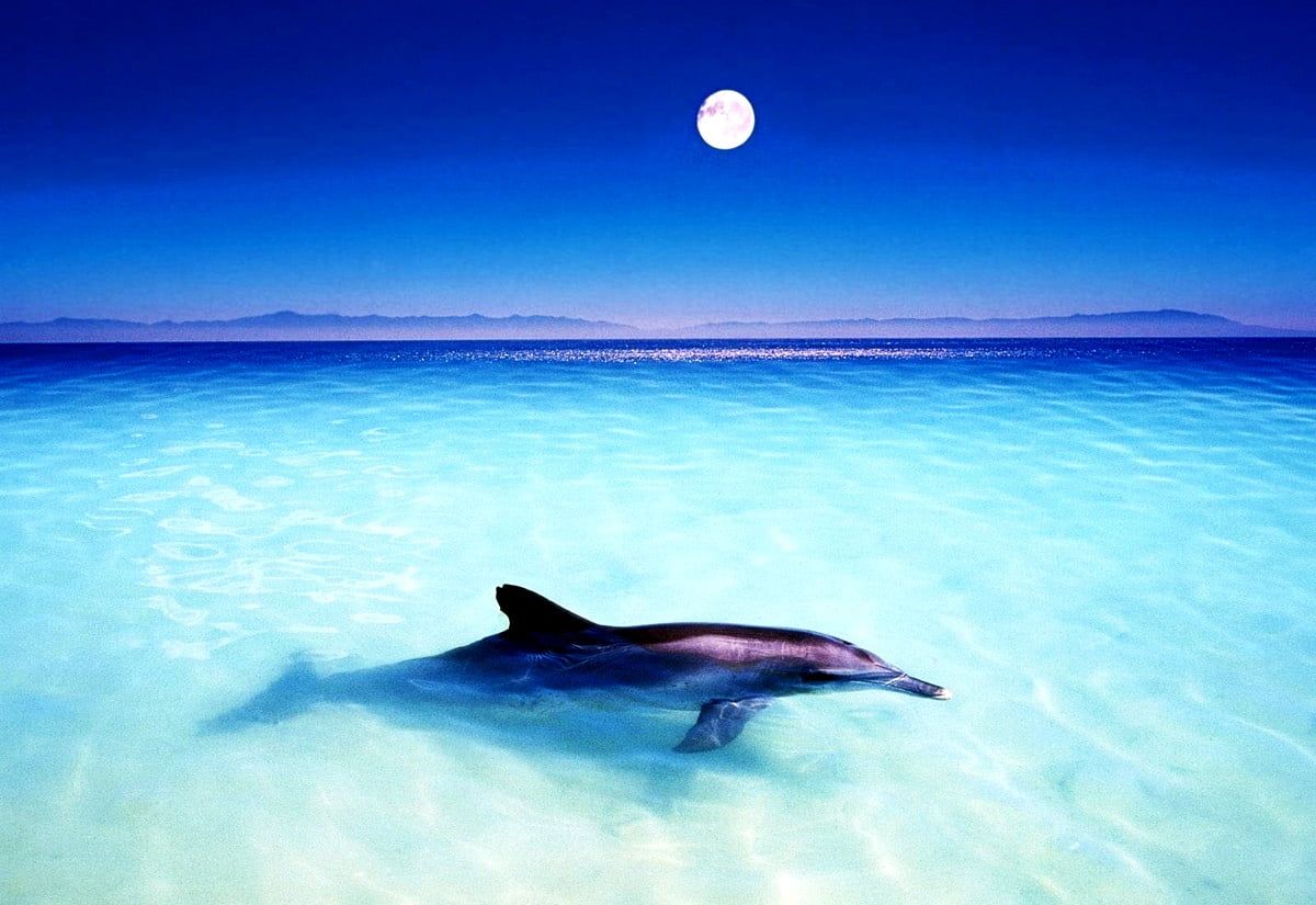  Delfin Hintergrundbild 1200x825. Foto Delfin, Tursiops, Tiere. TOP kostenlose Fotos