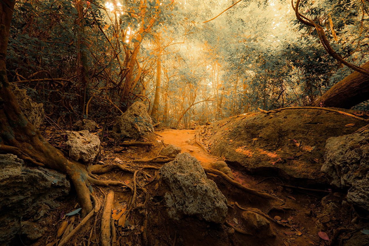 Dschungel Hintergrundbild 1280x853. Desktop Hintergrundbilder jungle Natur Wald Stein Bäume