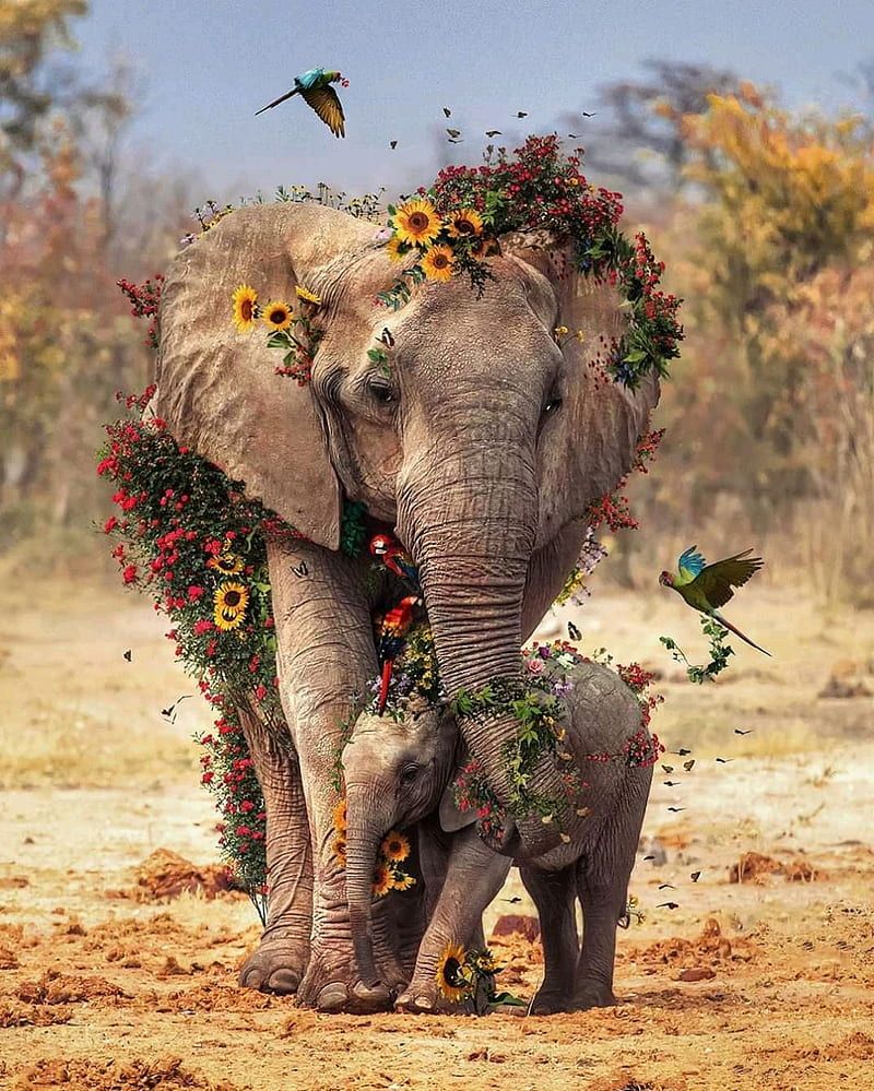  Elefant Hintergrundbild 800x999. Madre e hijo, animals, elephant, elephants, life, love, mom, HD phone wallpaper