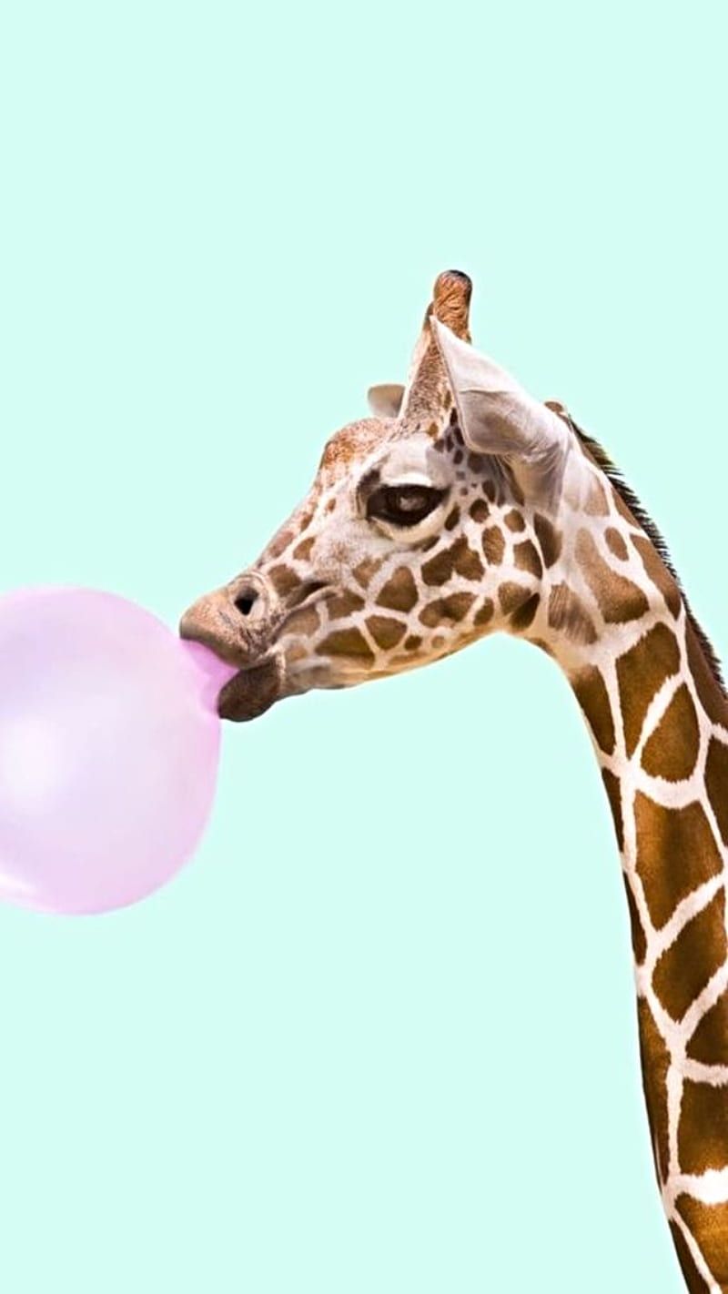  Giraffe Hintergrundbild 800x1422. Giraffe, animals, pastel, pink, HD phone wallpaper