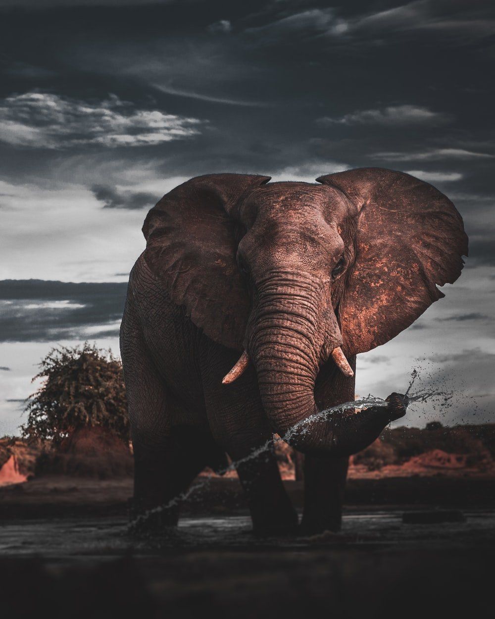  Elefant Hintergrundbild 1000x1250. Aesthetic Elephant Wallpaper