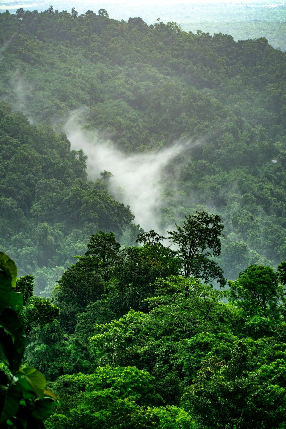 Dschungel Hintergrundbild 1000x1500. Community für großartige, kostenlose Fotos