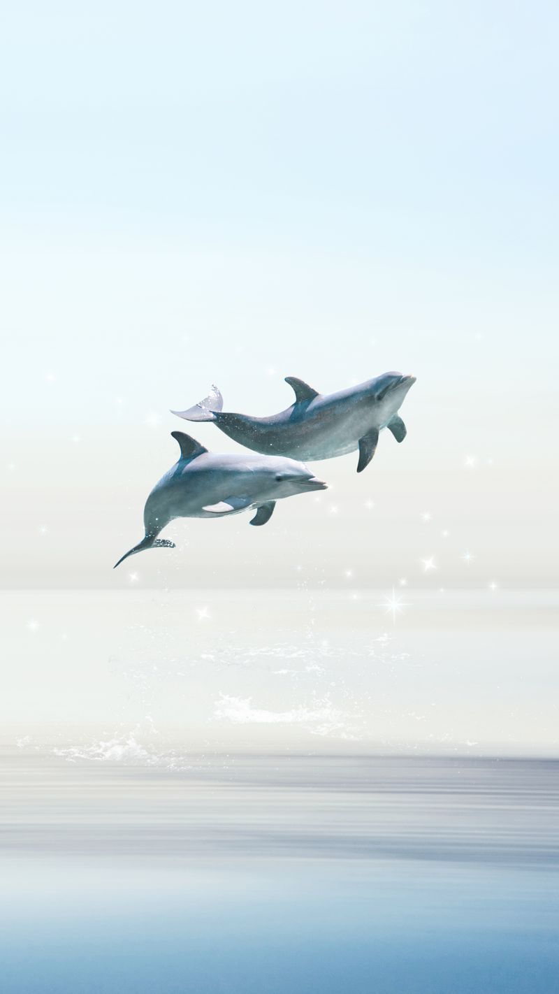  Delfin Hintergrundbild 800x1422. Ocean Dolphin Image Wallpaper