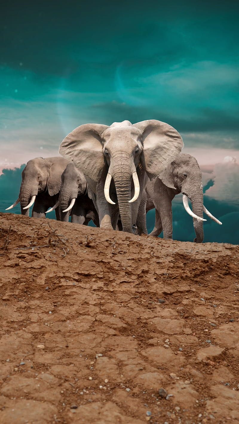  Elefant Hintergrundbild 800x1422. Elephant, Elephant, Ozart, animal, life, nature, sky, soil, HD phone wallpaper