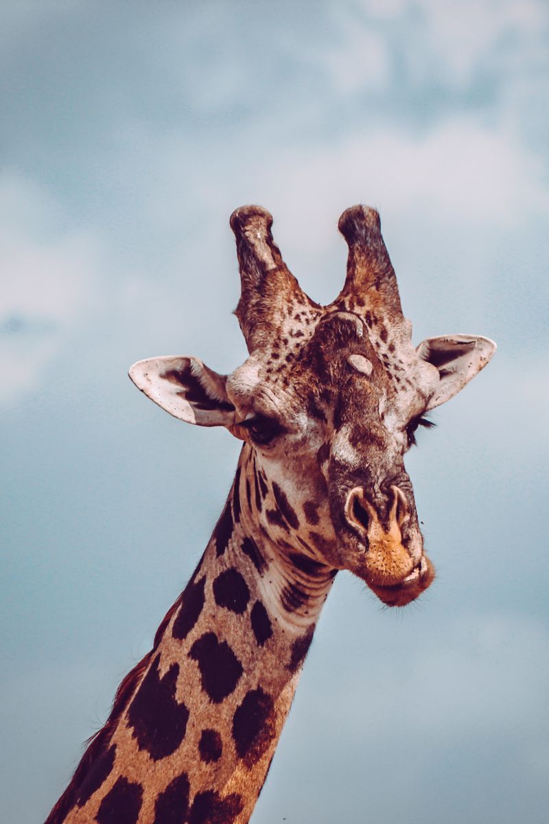  Giraffe Hintergrundbild 800x1200. Cute Giraffe iPhone Wallpaper