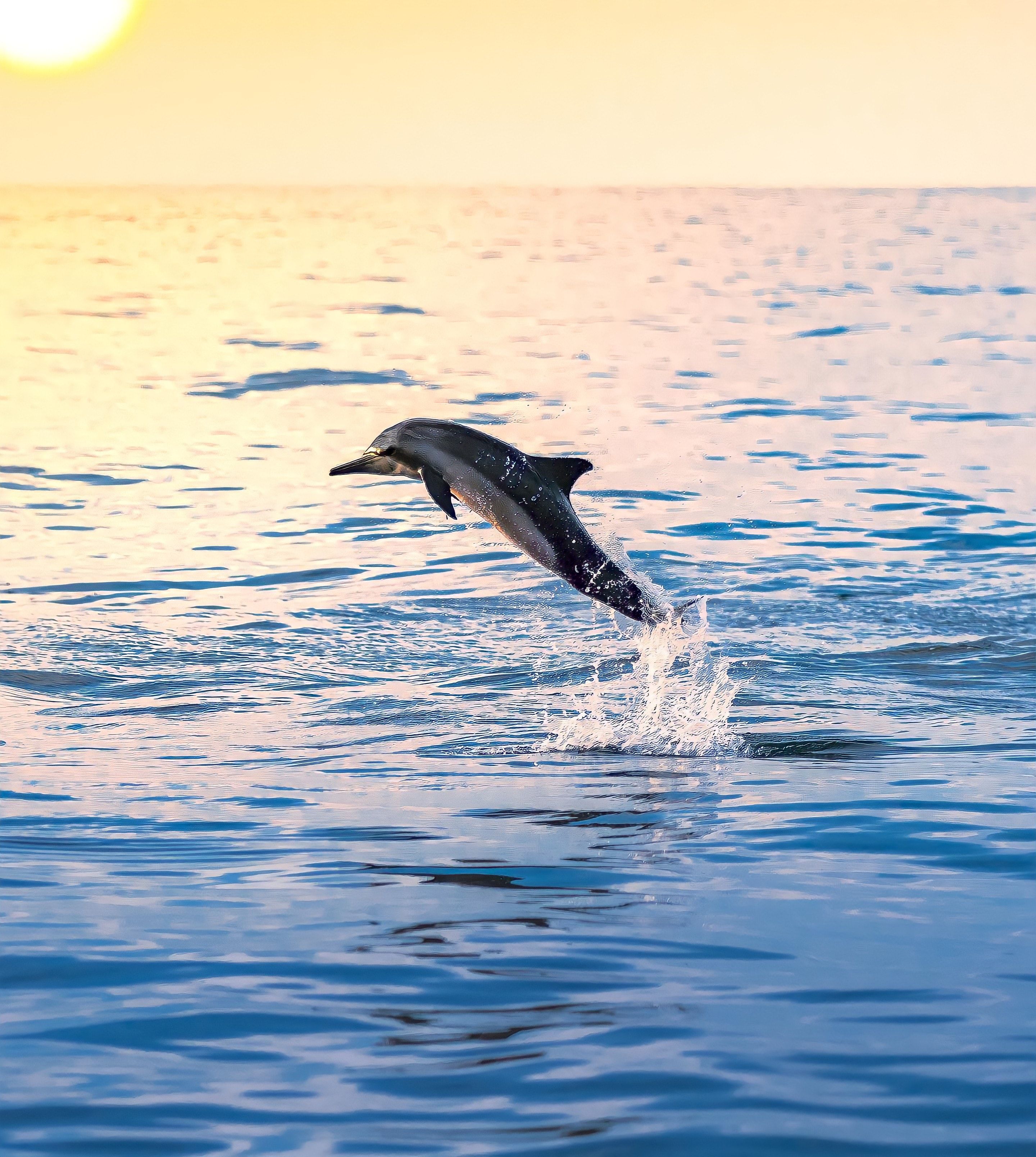  Delfin Hintergrundbild 2880x3216. 100.Delphin Unter Wasser Bilder Und Fotos · Kostenlos Downloaden · Stock Fotos