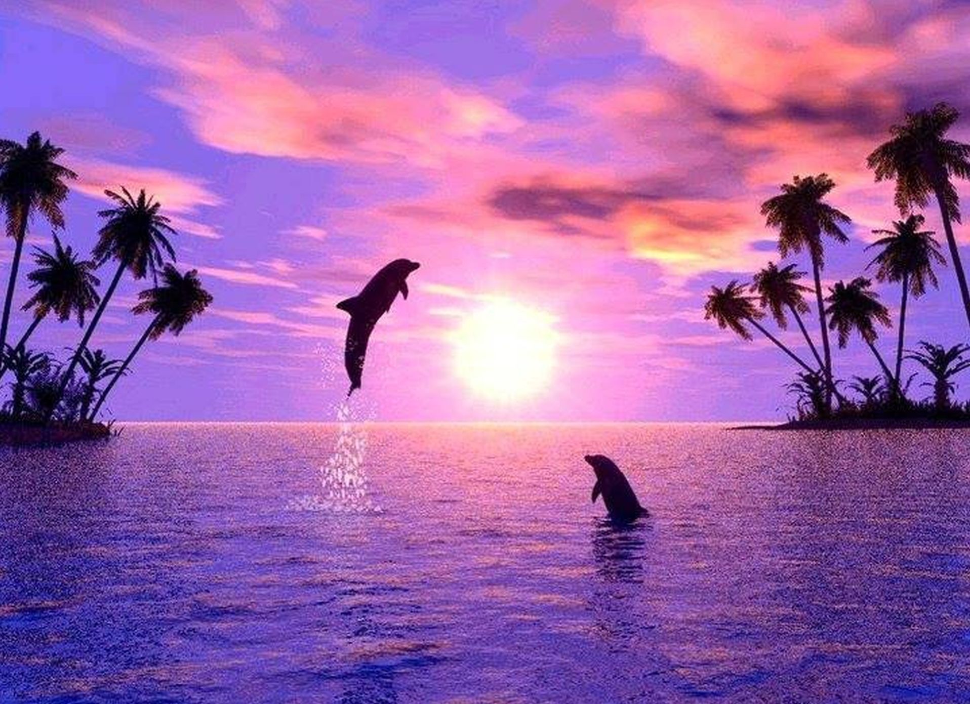 Delfin Hintergrundbild 1916x1391. Cute Dolphins Wallpaper Free Cute Dolphins Background