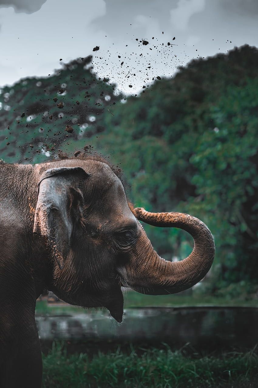  Elefant Hintergrundbild 850x1275. Elephant : [HQ], Aesthetic Elephant HD phone wallpaper